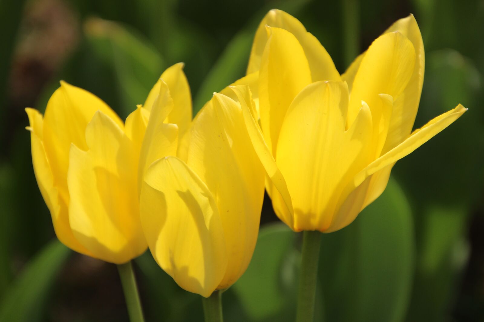 Canon EOS 600D (Rebel EOS T3i / EOS Kiss X5) sample photo. Flower, tulip, plant photography