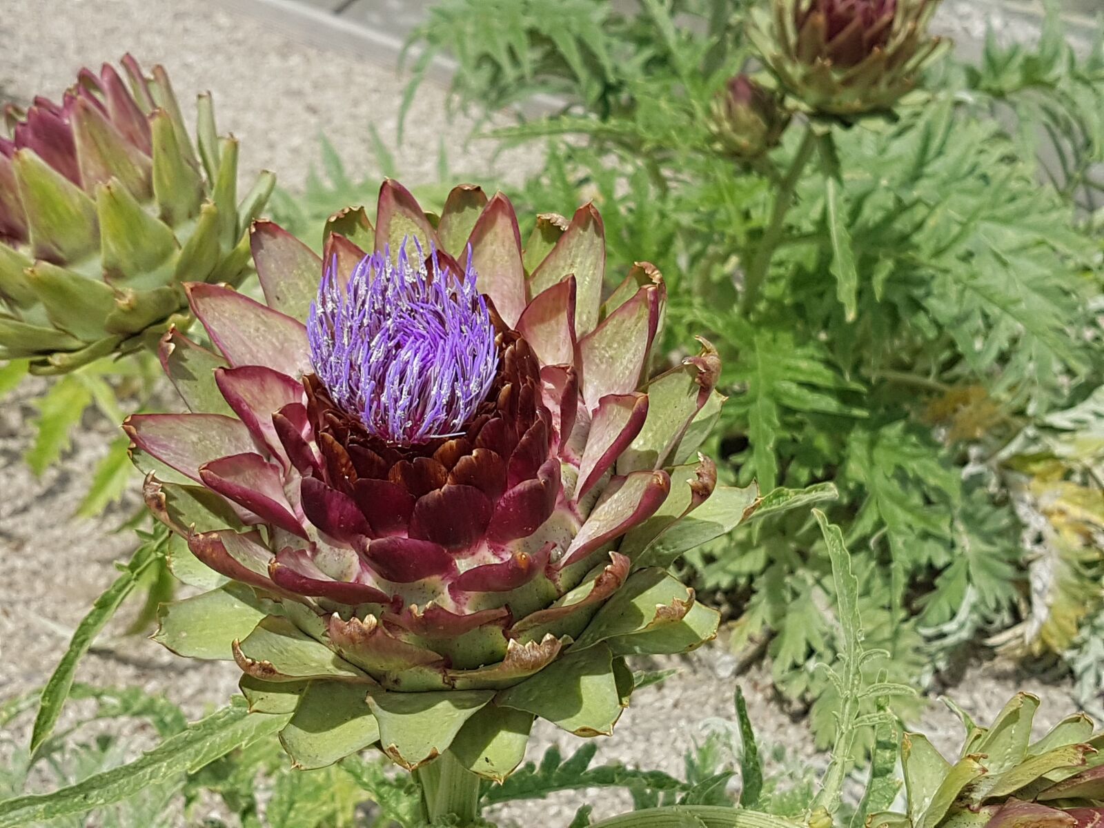 Samsung Galaxy S7 Edge sample photo. Artichoke, flower, flowerhead photography