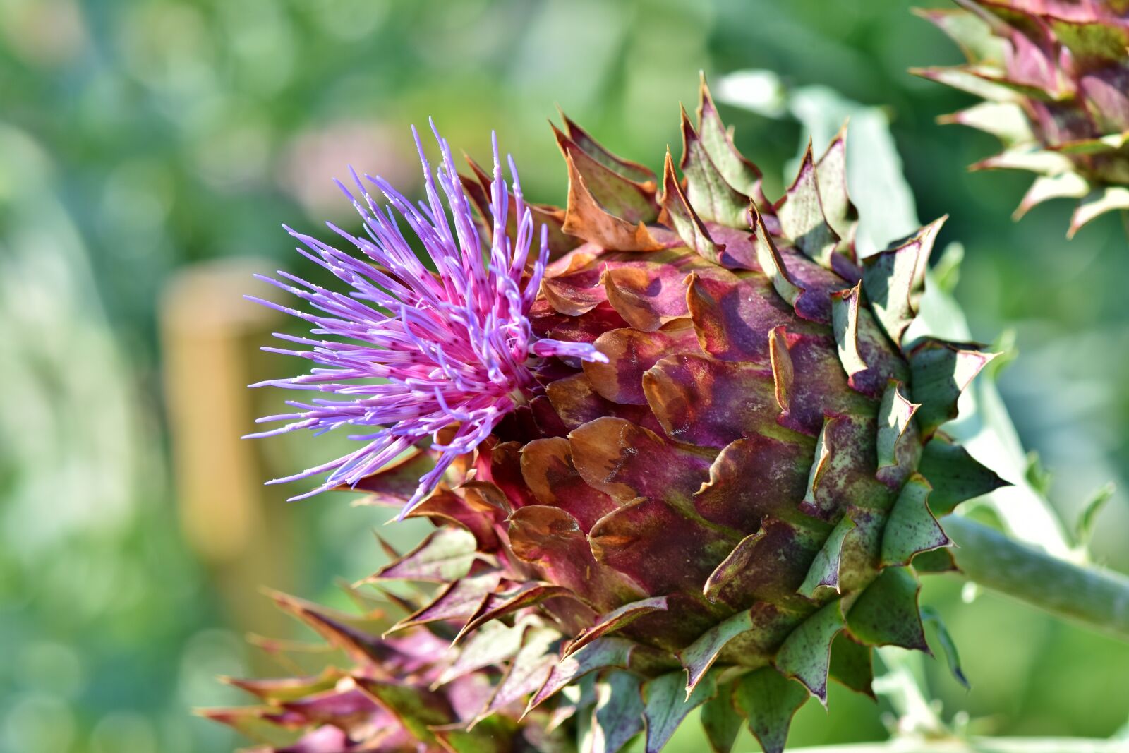 Nikon D7200 sample photo. Artichoke, vegetables, bloom photography