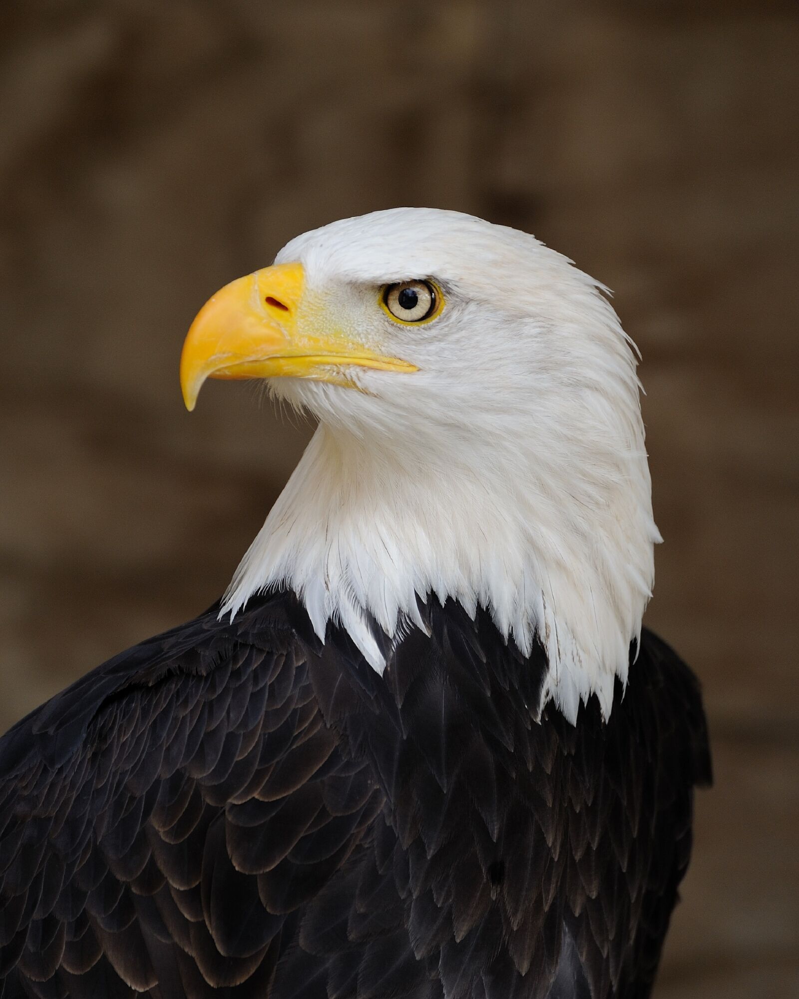 Nikon D700 sample photo. Eagle, bald, perched photography