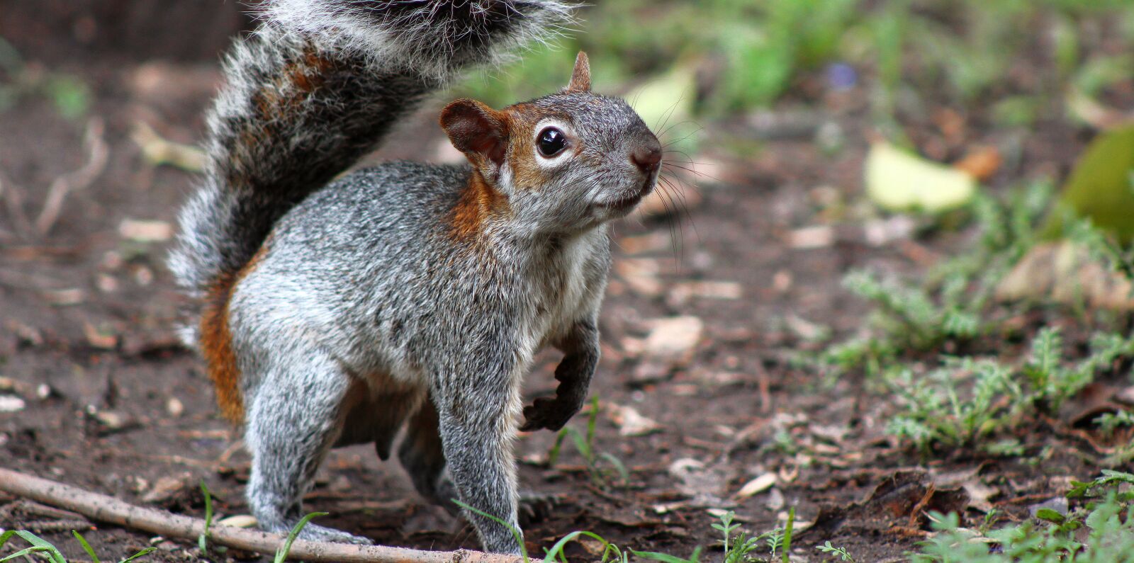 Canon EF 75-300mm f/4-5.6 sample photo. Squirrel, animal, nature photography