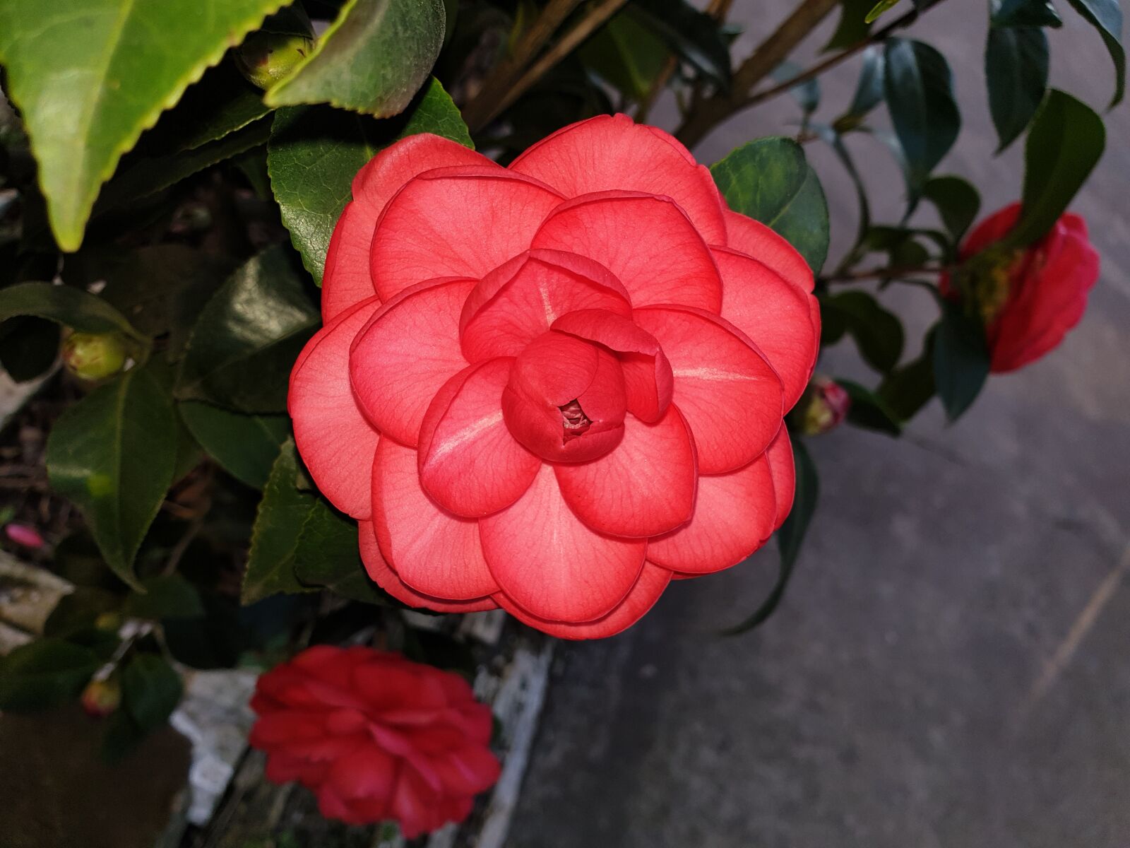 Samsung Galaxy Note9 sample photo. Camellia, rose, flower photography