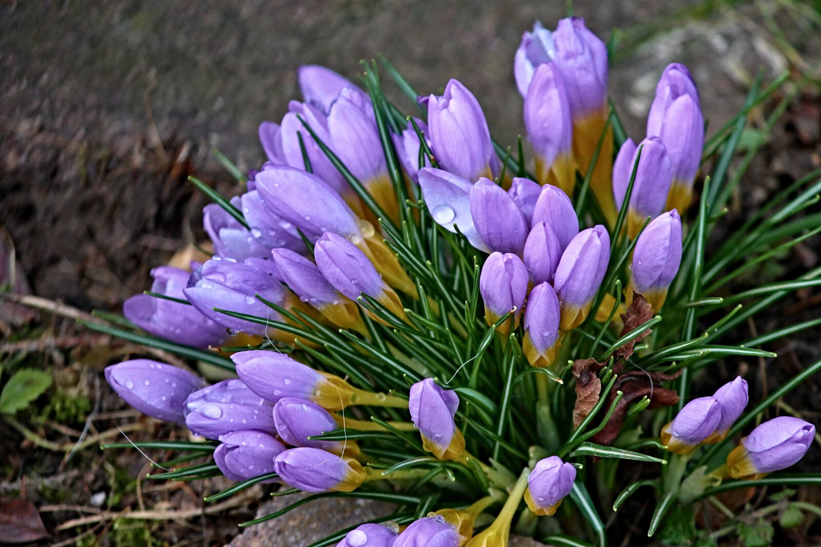 Canon EOS 1100D (EOS Rebel T3 / EOS Kiss X50) sample photo. Crocus, spring, lenz photography