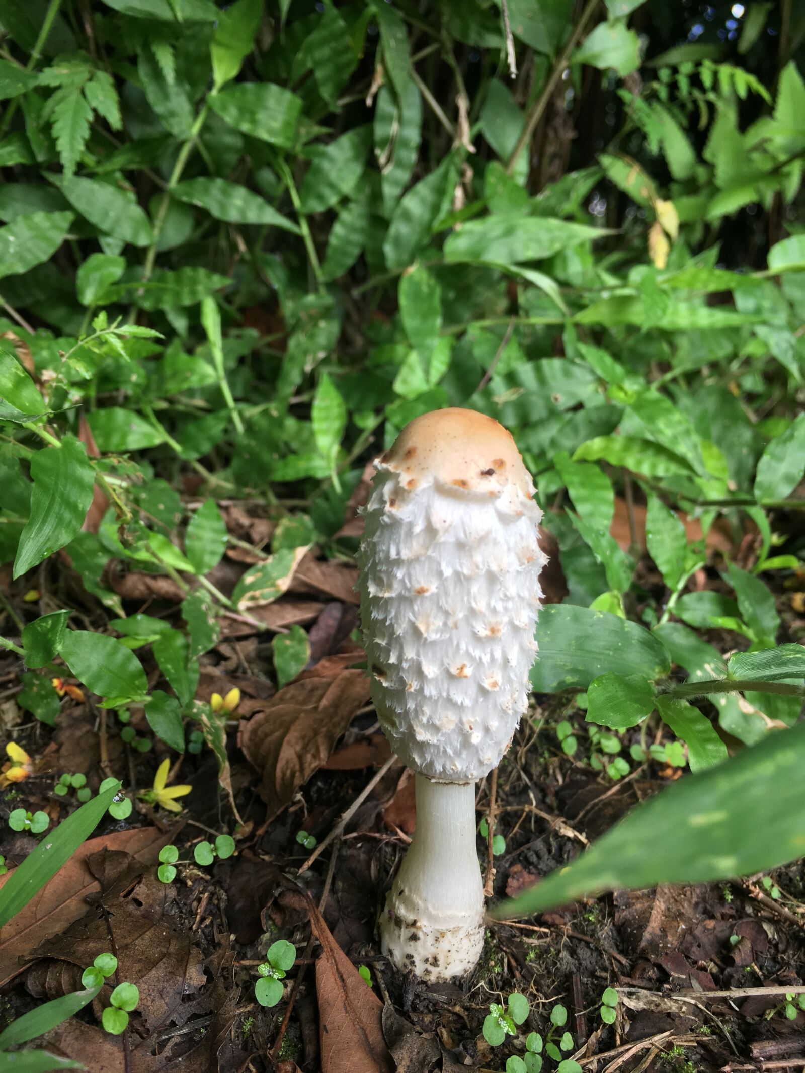Apple iPhone 6s sample photo. Shaggy cap, ink cap photography
