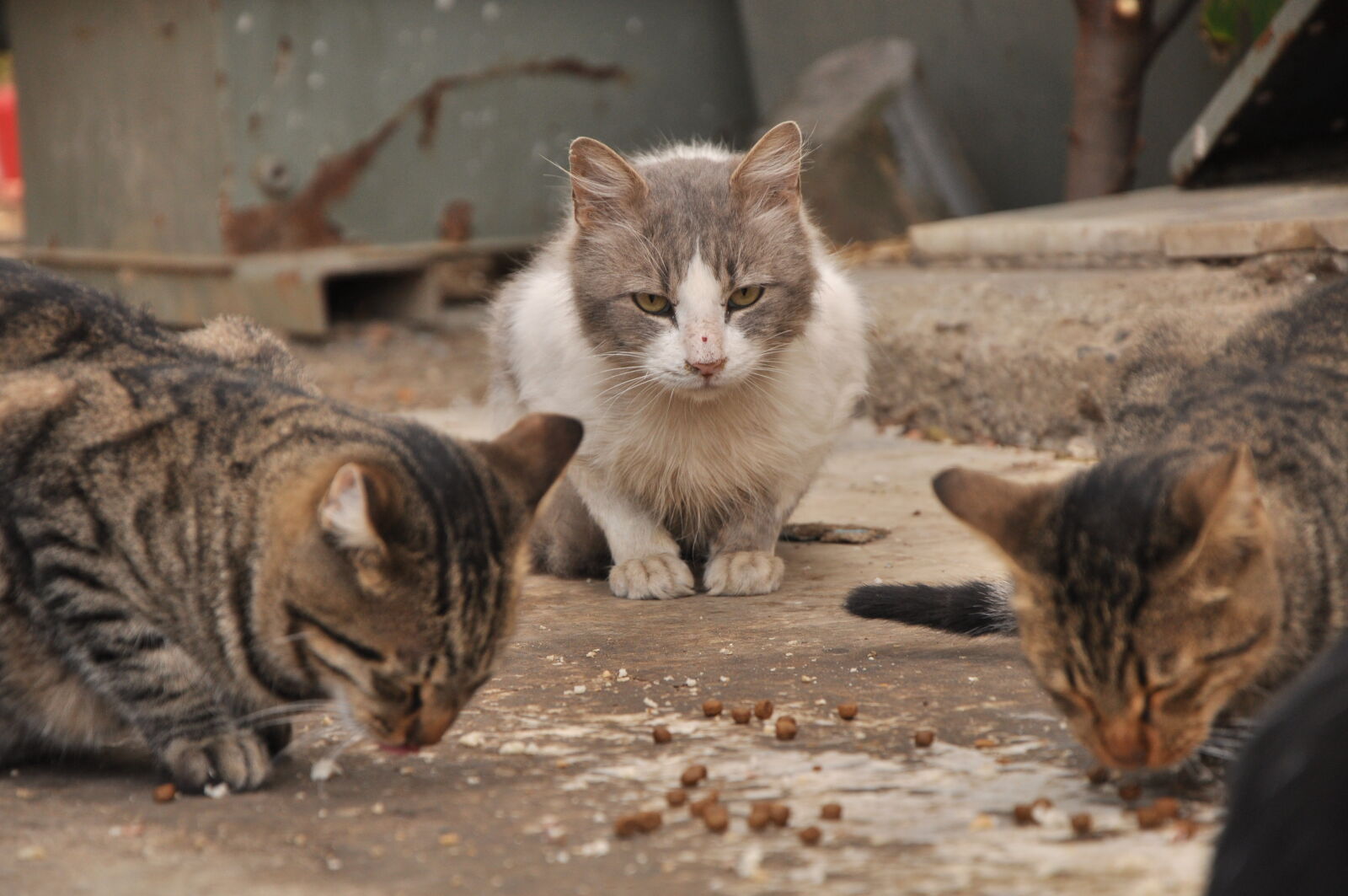 Nikon D90 sample photo. Kedi photography
