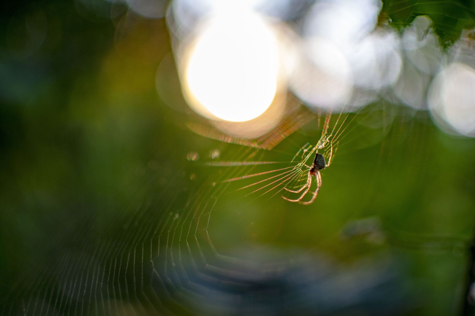 Nikon D3300 sample photo. Spider, web, cobweb photography