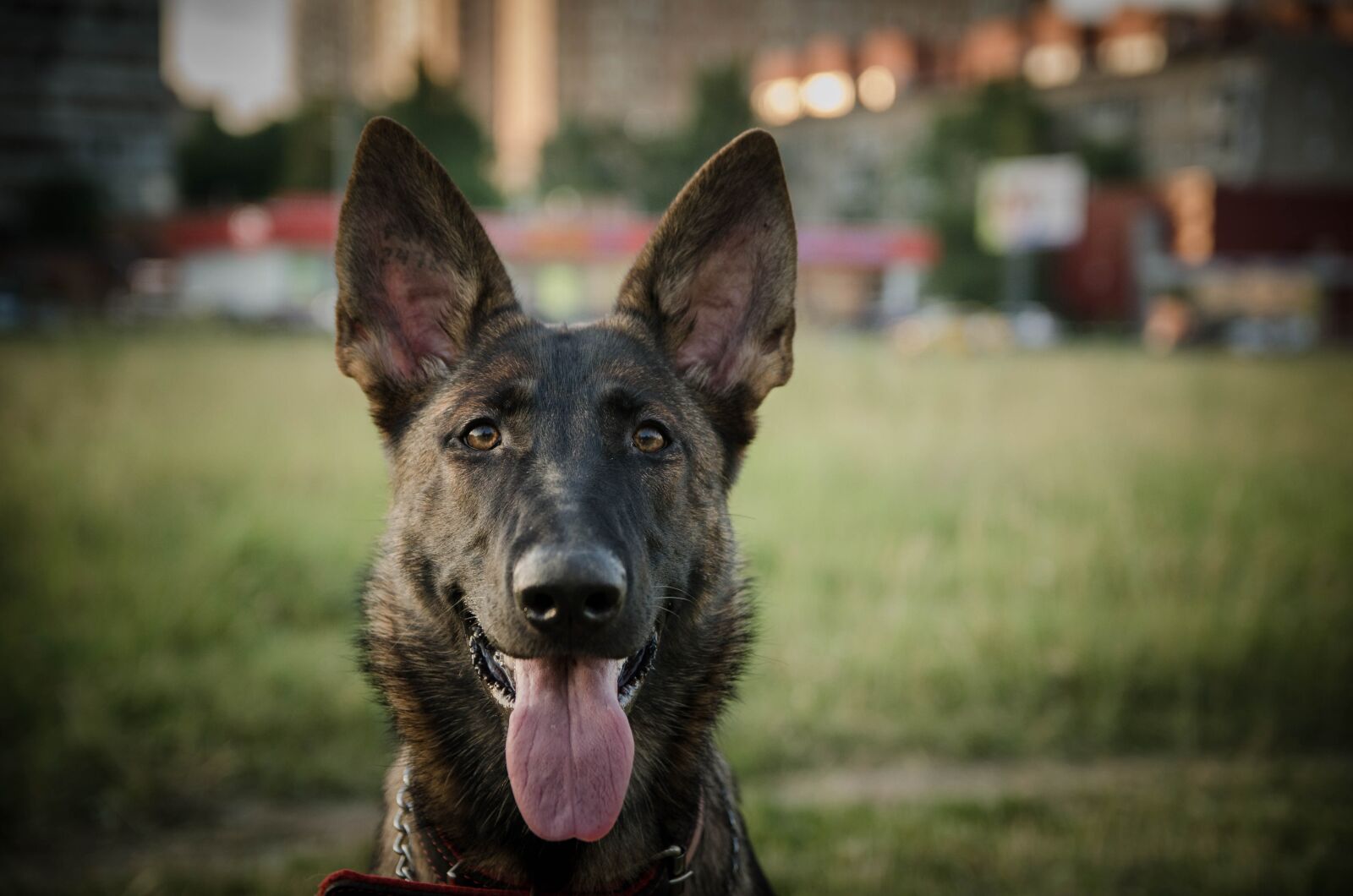 Nikon D5100 sample photo. Dog, animal, pet photography