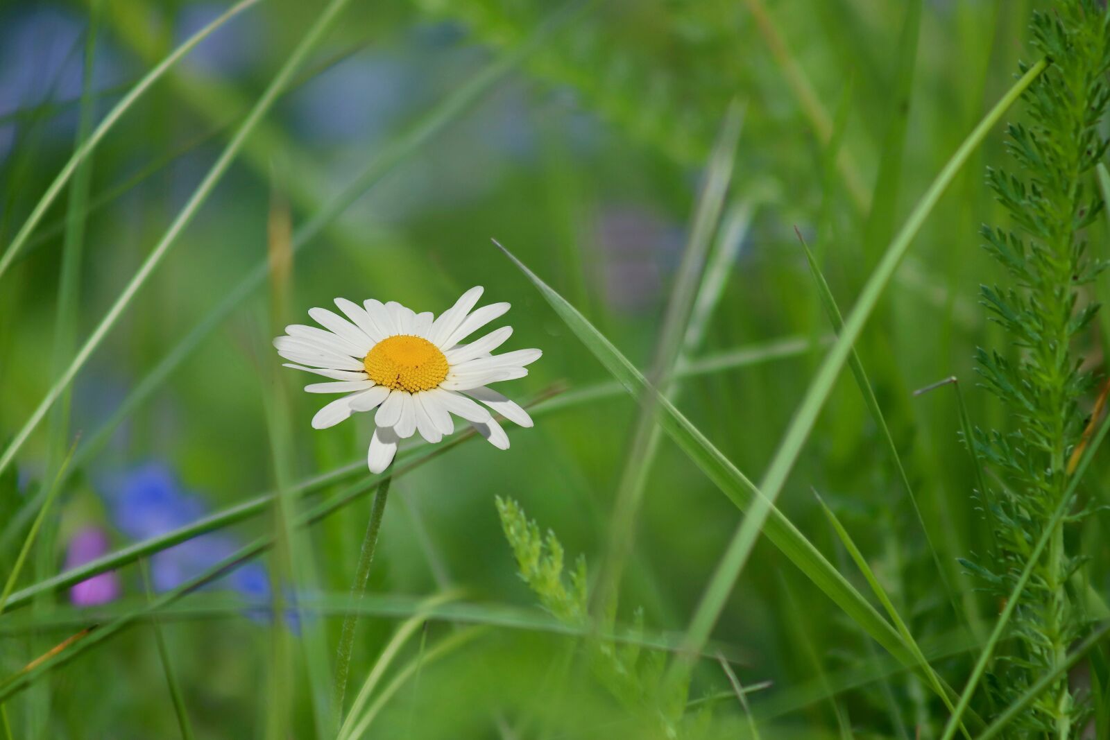 Canon EOS 800D (EOS Rebel T7i / EOS Kiss X9i) sample photo. Marguerite, early daisy, leucanthemum photography