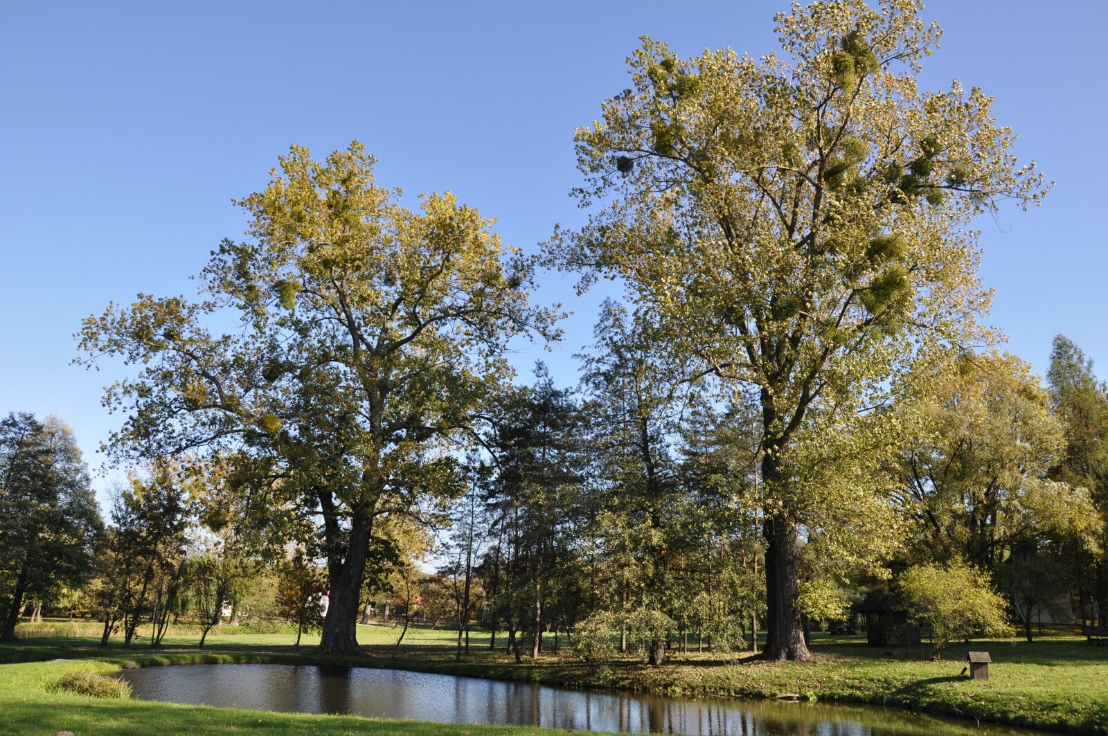 Nikon D5000 sample photo. Tree, landscape, nature photography