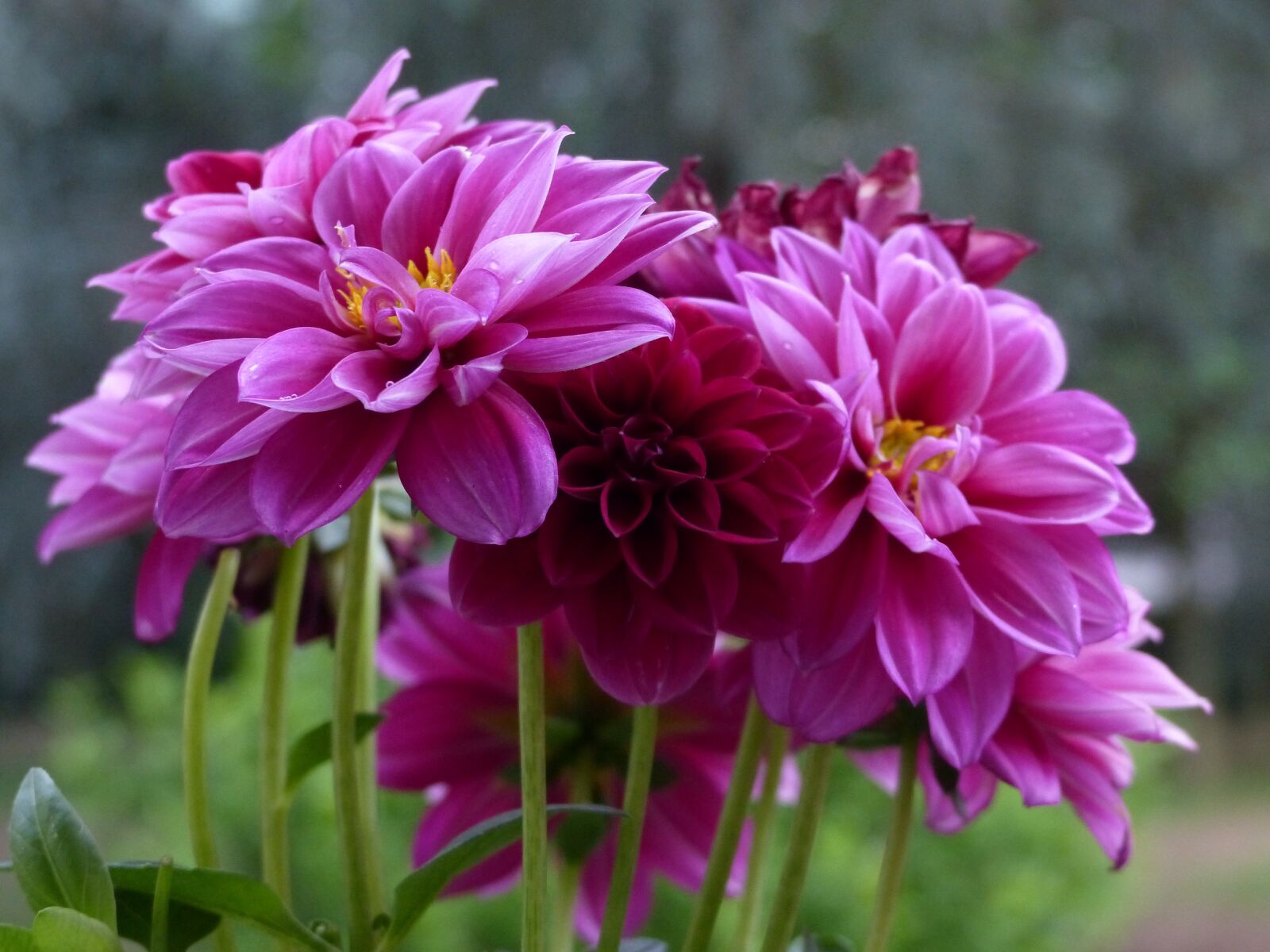 Panasonic Lumix DMC-FZ200 sample photo. Dahlia, flower, violet photography
