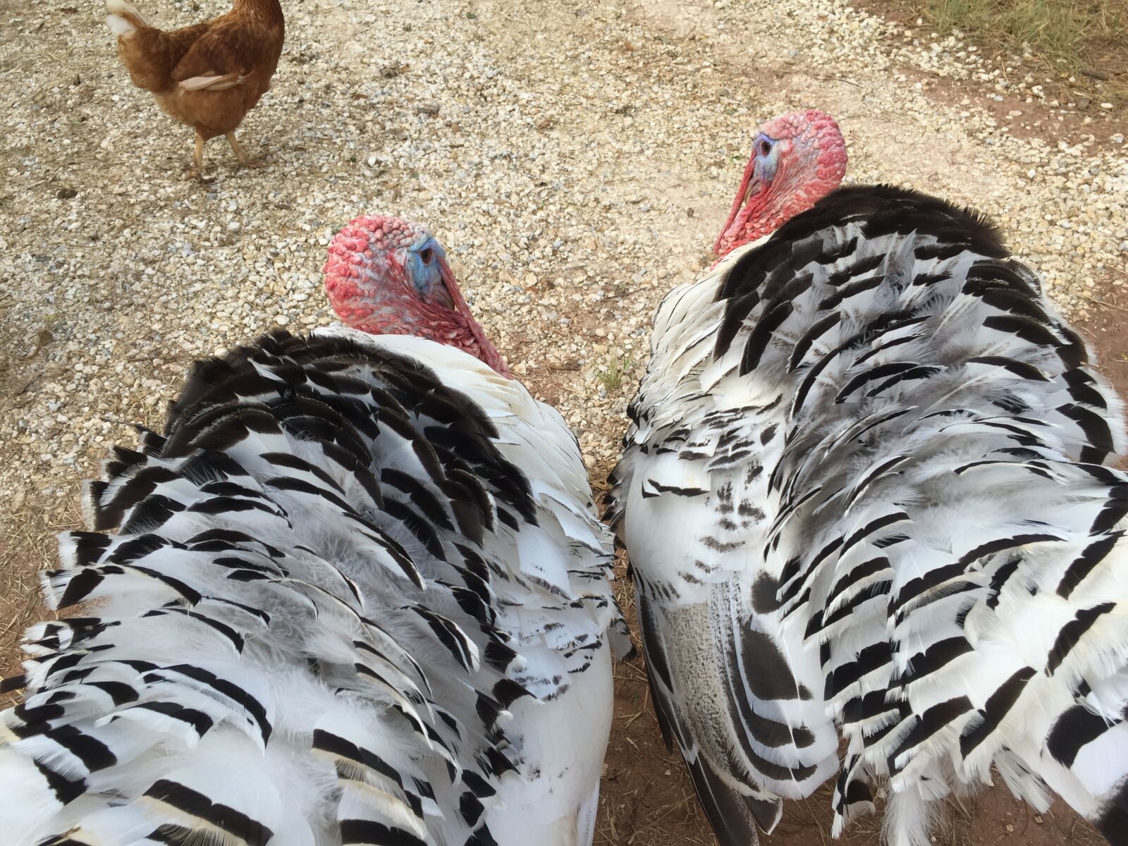 Apple iPhone 6 sample photo. Turkeys, tom, bird photography