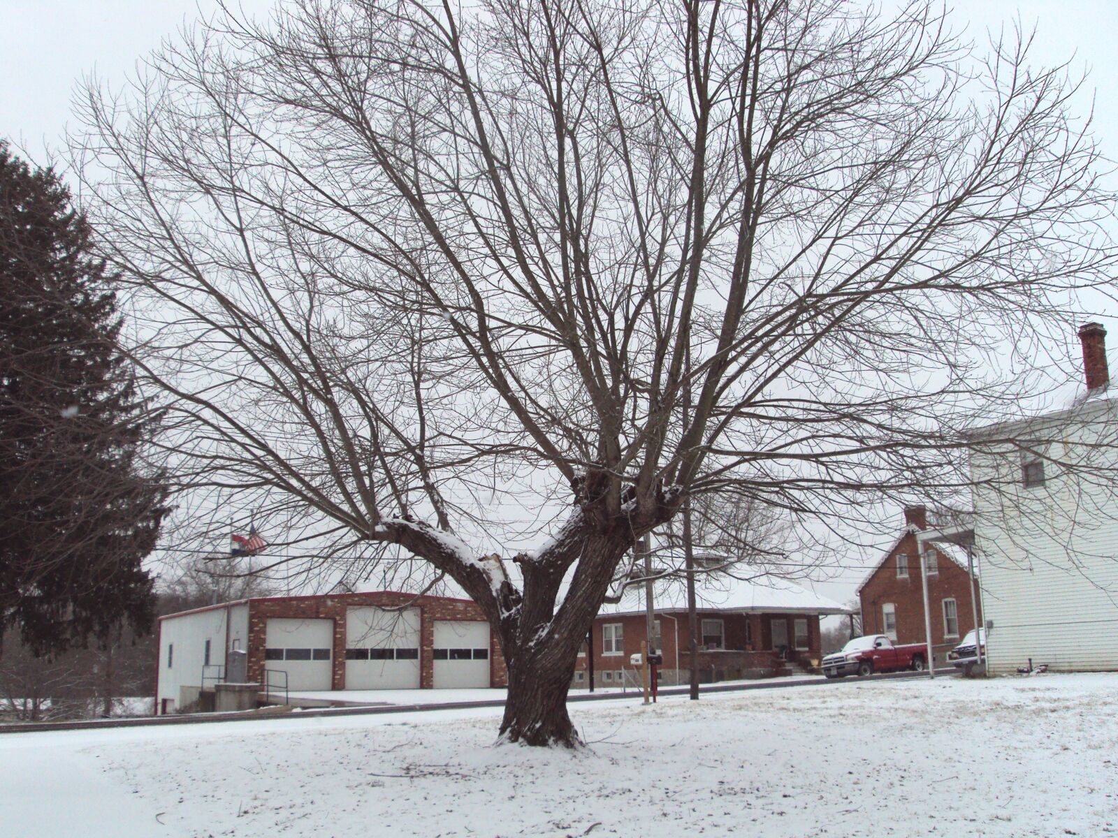Sony DSC-S950 sample photo. Tree, winter, nature photography