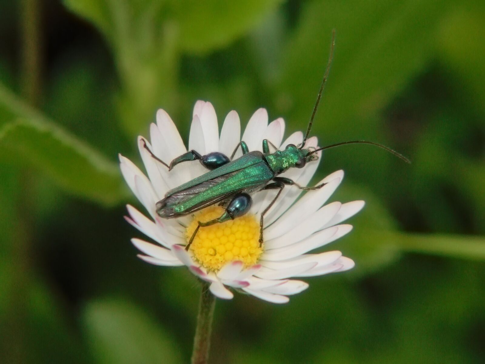Fujifilm FinePix S6500fd sample photo. Insect, daisy, flower photography