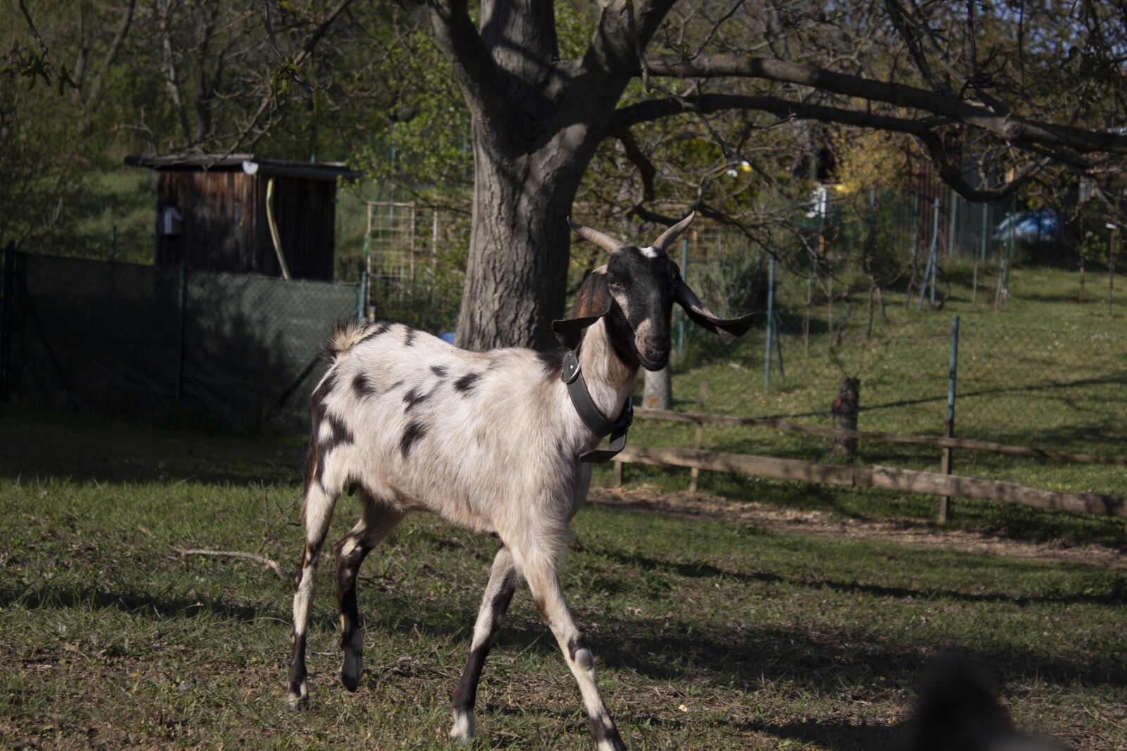Canon EOS 4000D (EOS Rebel T100 / EOS 3000D) sample photo. Goat, model, animal photography