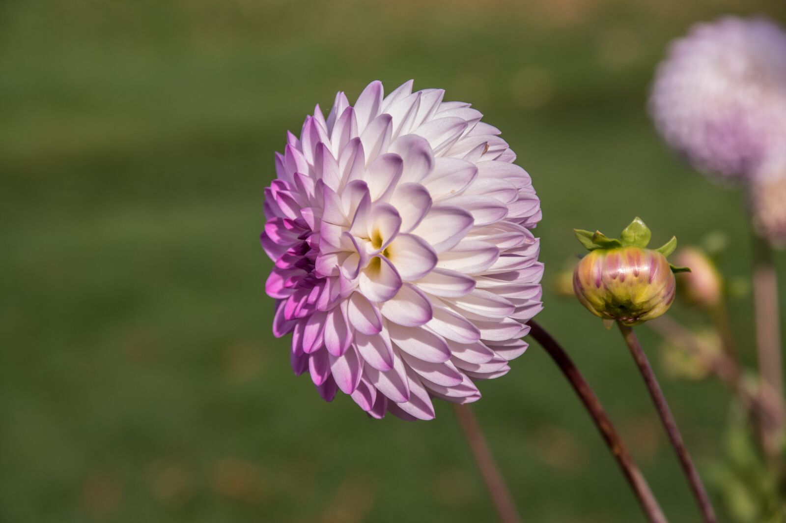 Pentax K-3 sample photo. Flower, dahlia, blossom photography