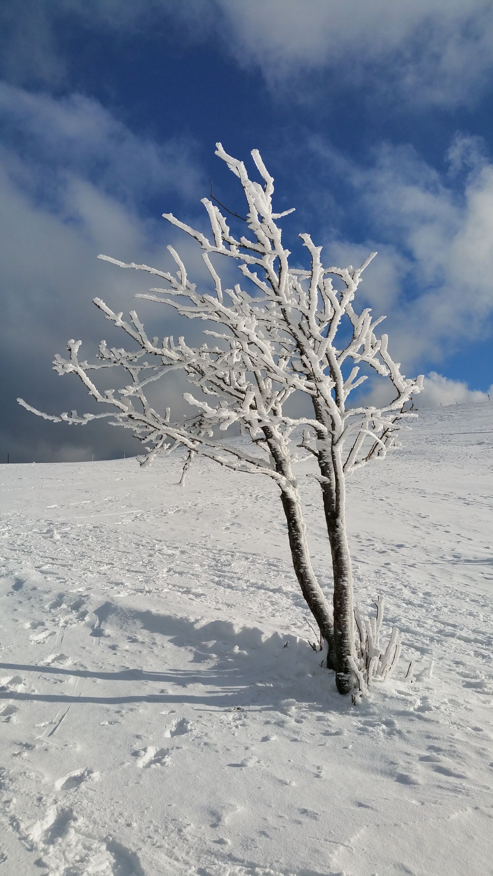 Samsung Galaxy S5 LTE-A sample photo. Tree, cold, snow photography