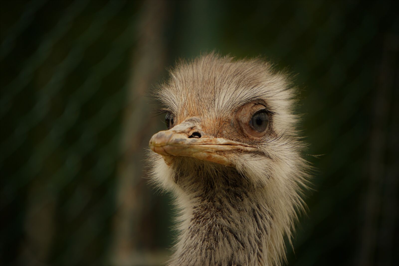 Sony E 55-210mm F4.5-6.3 OSS sample photo. Wildlife park, zoo, belgium photography