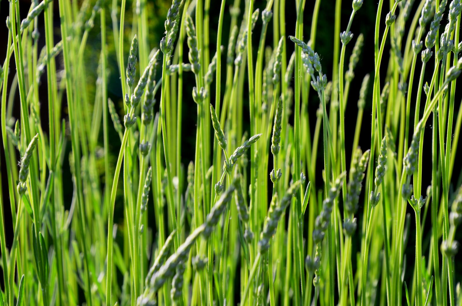 Nikon D7000 sample photo. Grass, lavender, background photography