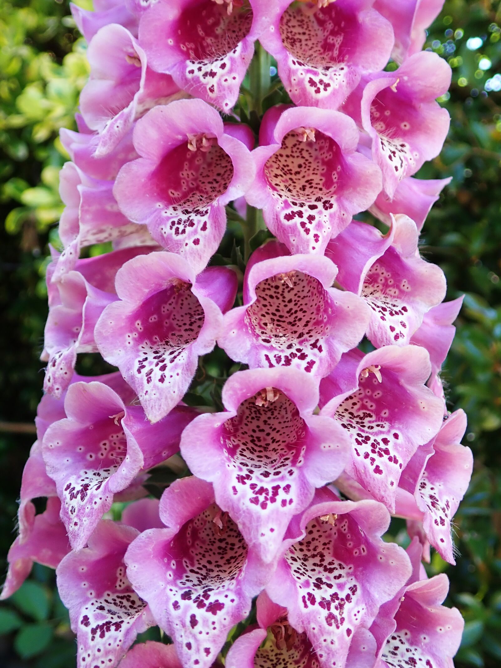 Olympus TG-5 sample photo. Flower, foxglove, pink photography
