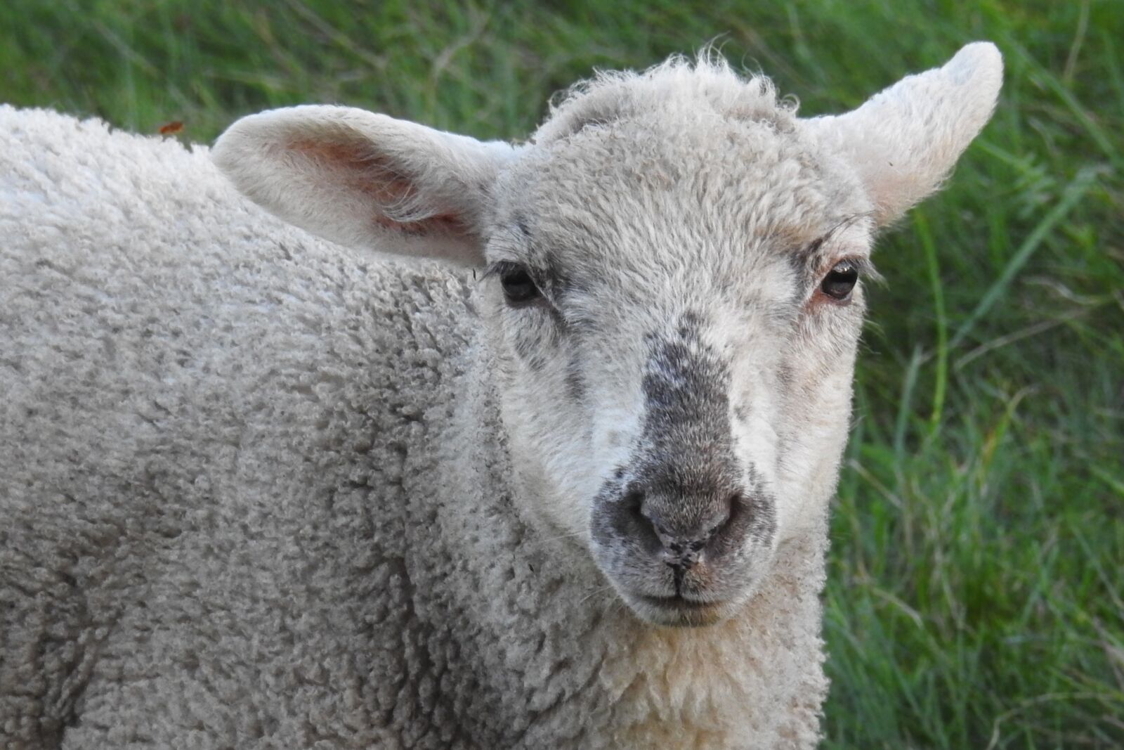 Nikon Coolpix P900 sample photo. Sheep, lamb, meadow photography