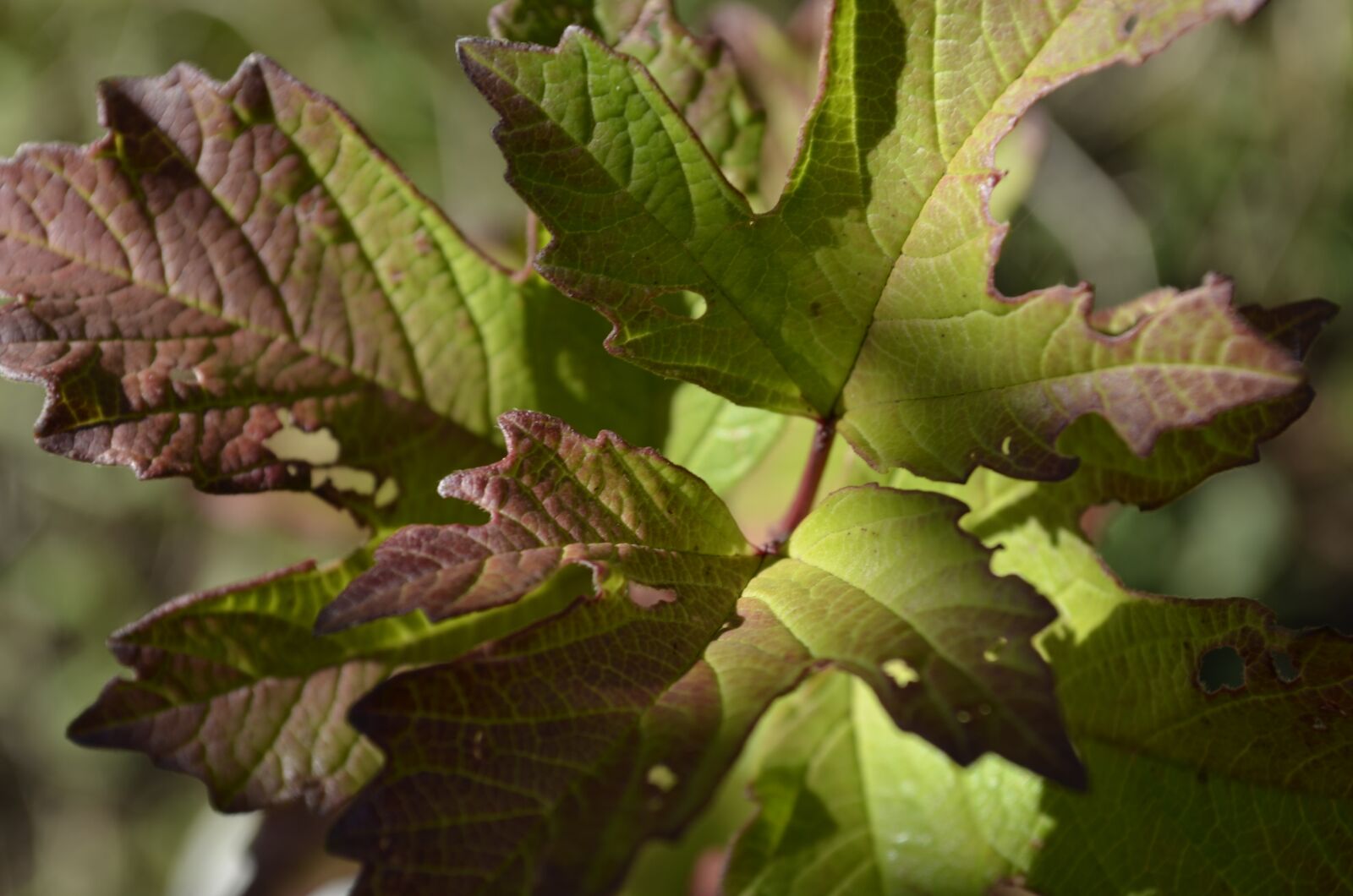 Nikon D5100 sample photo. Leaf, plant, nature photography