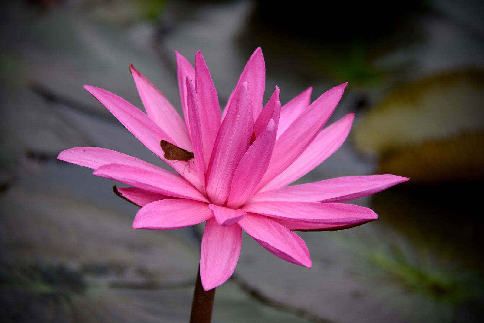 Nikon D7200 sample photo. Lily, pink, dress photography