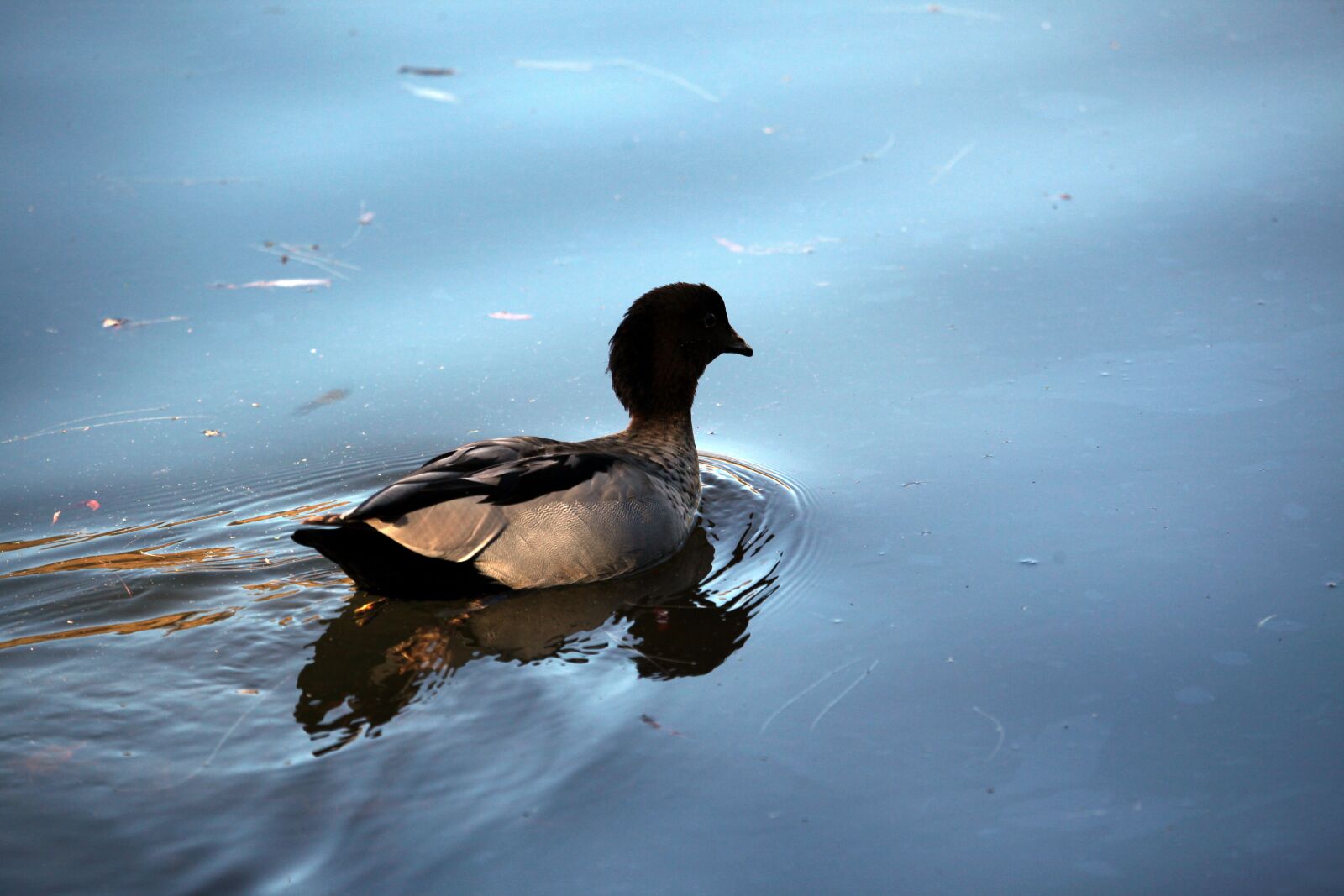 Canon EOS 5D Mark II sample photo. Duck, wild, animal photography
