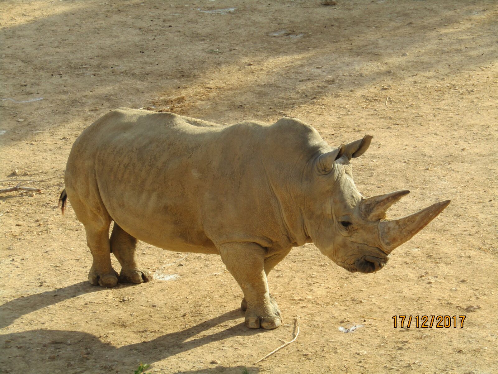 Canon PowerShot SX410 IS sample photo. Rhinoceros, safari, africa photography