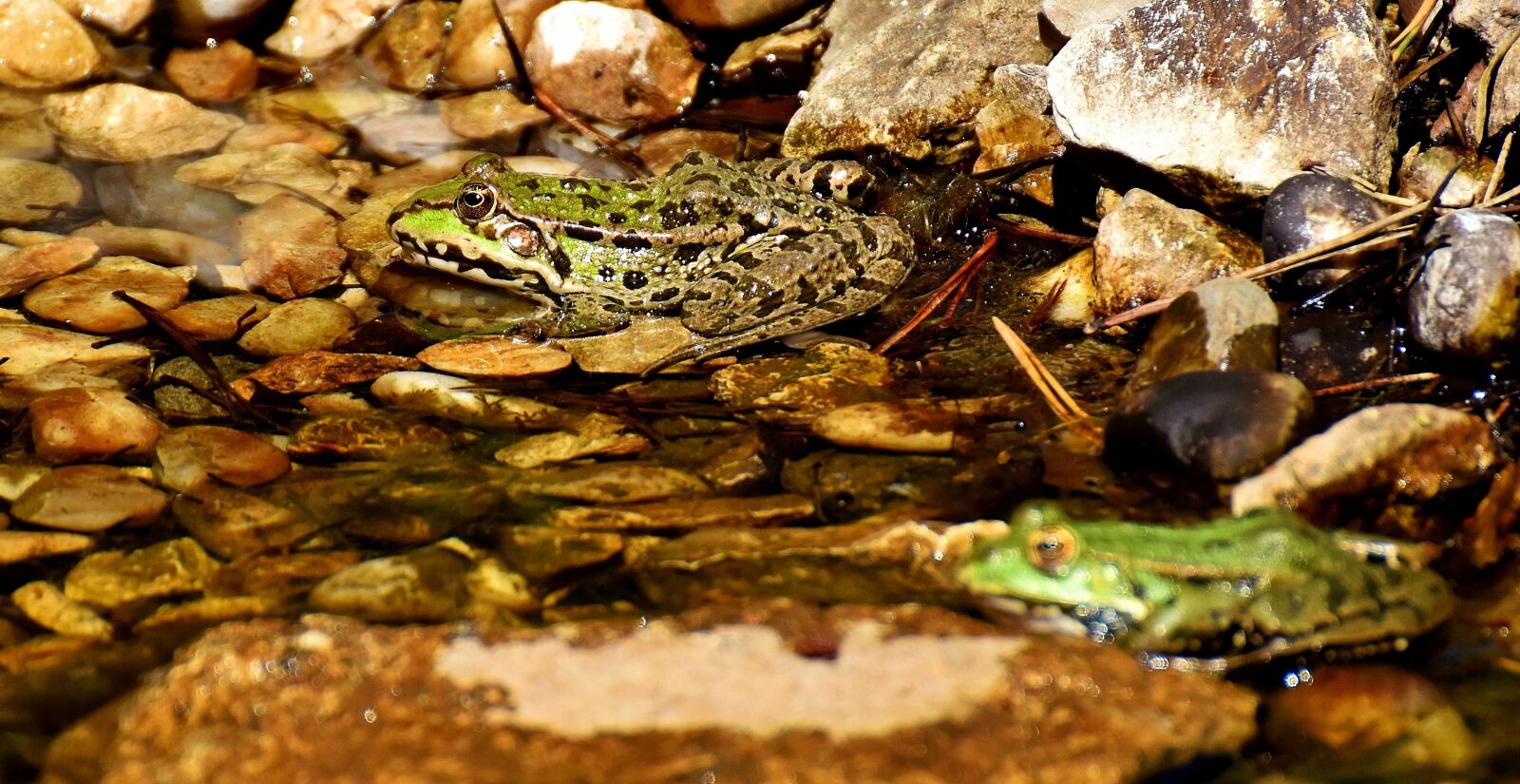 Nikon D7200 sample photo. Frog, pond, animal photography