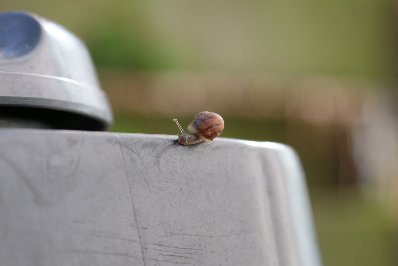 Canon EOS 70D + Canon EF 24-105mm F4L IS USM sample photo. Animal, snail, tiny photography