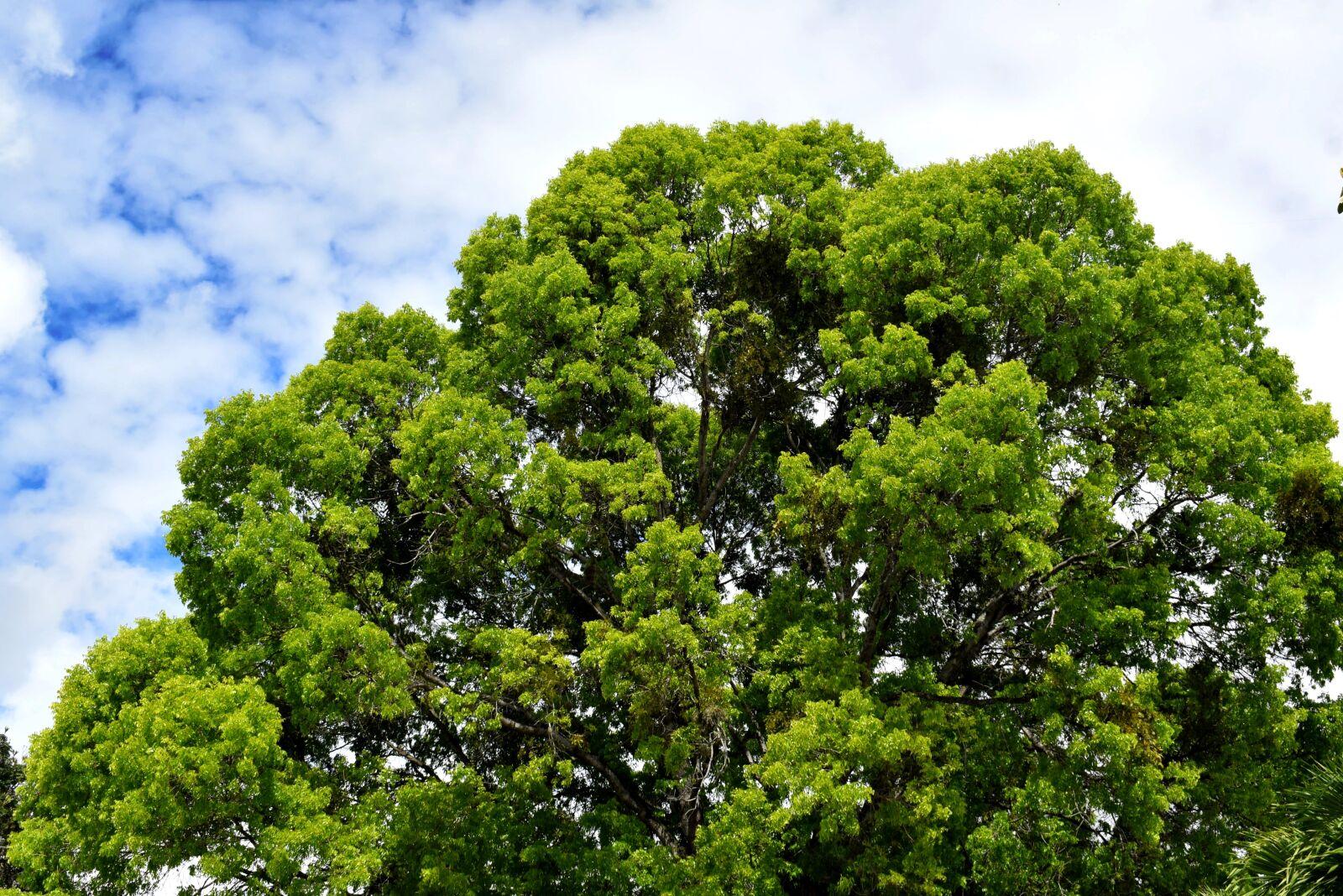 Nikon D5300 sample photo. Green, tree, nature photography