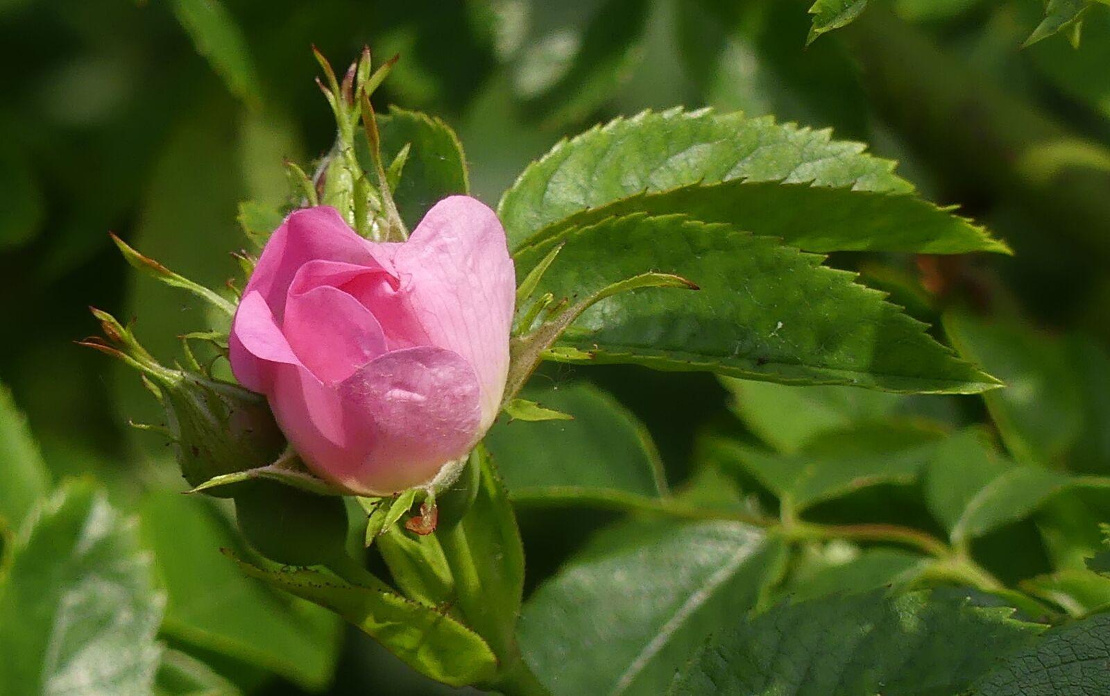 Panasonic Lumix DMC-FZ300 sample photo. Wild rose, blossom, bloom photography