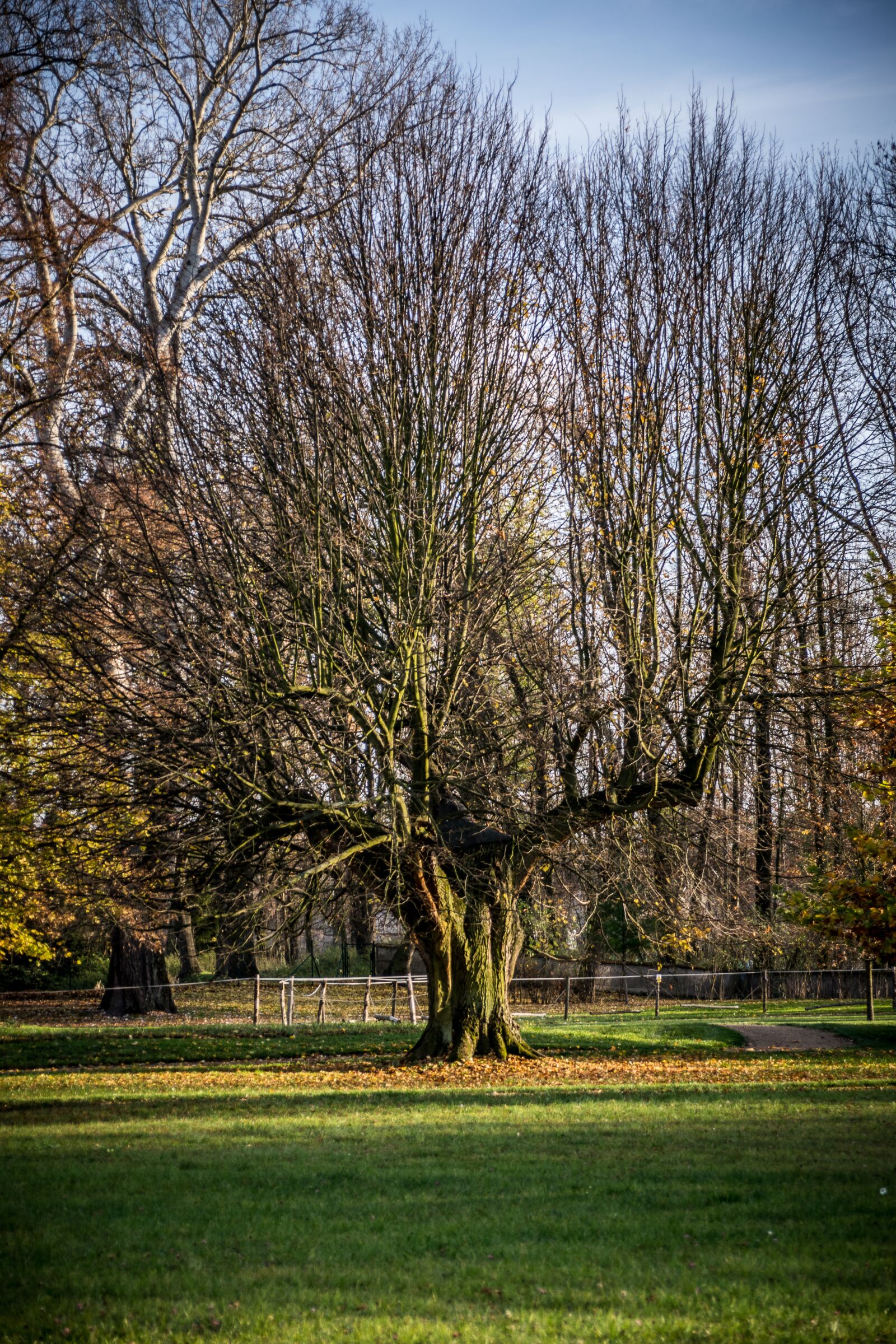 Nikon D5300 sample photo. Tree, old, strain photography