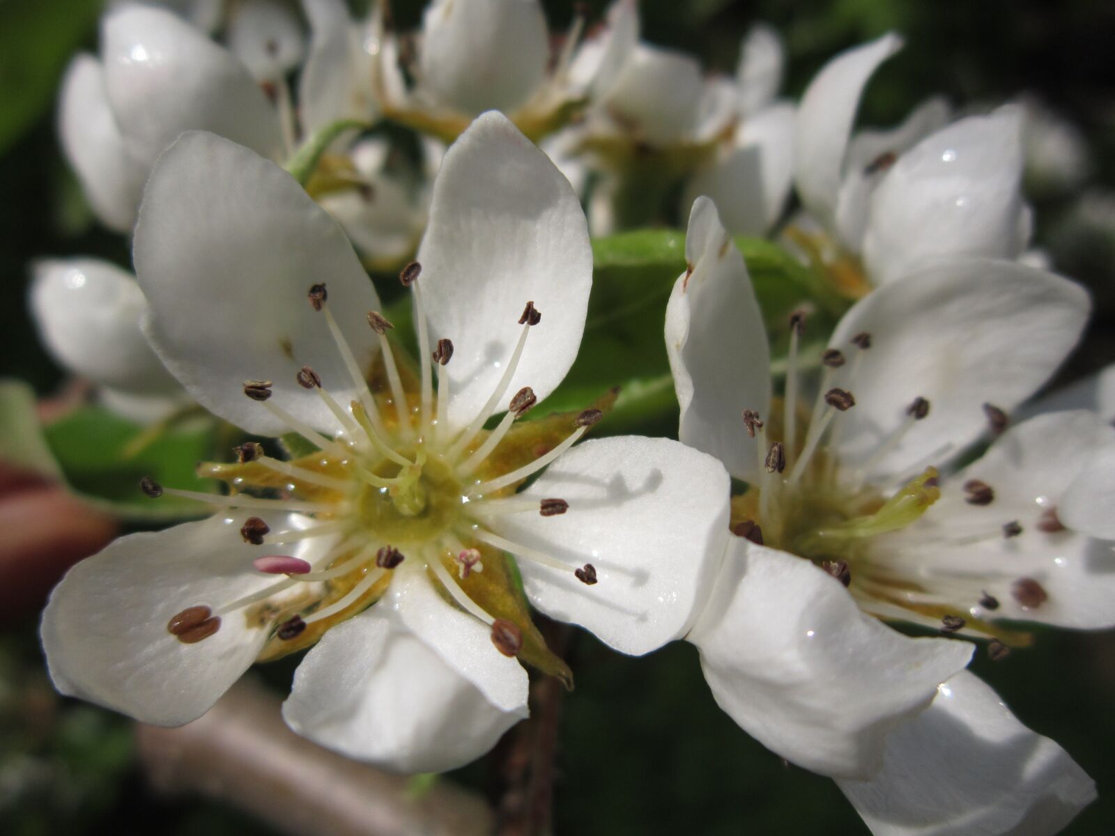 Canon PowerShot A3200 IS sample photo. Pear blossom, pear, blossom photography