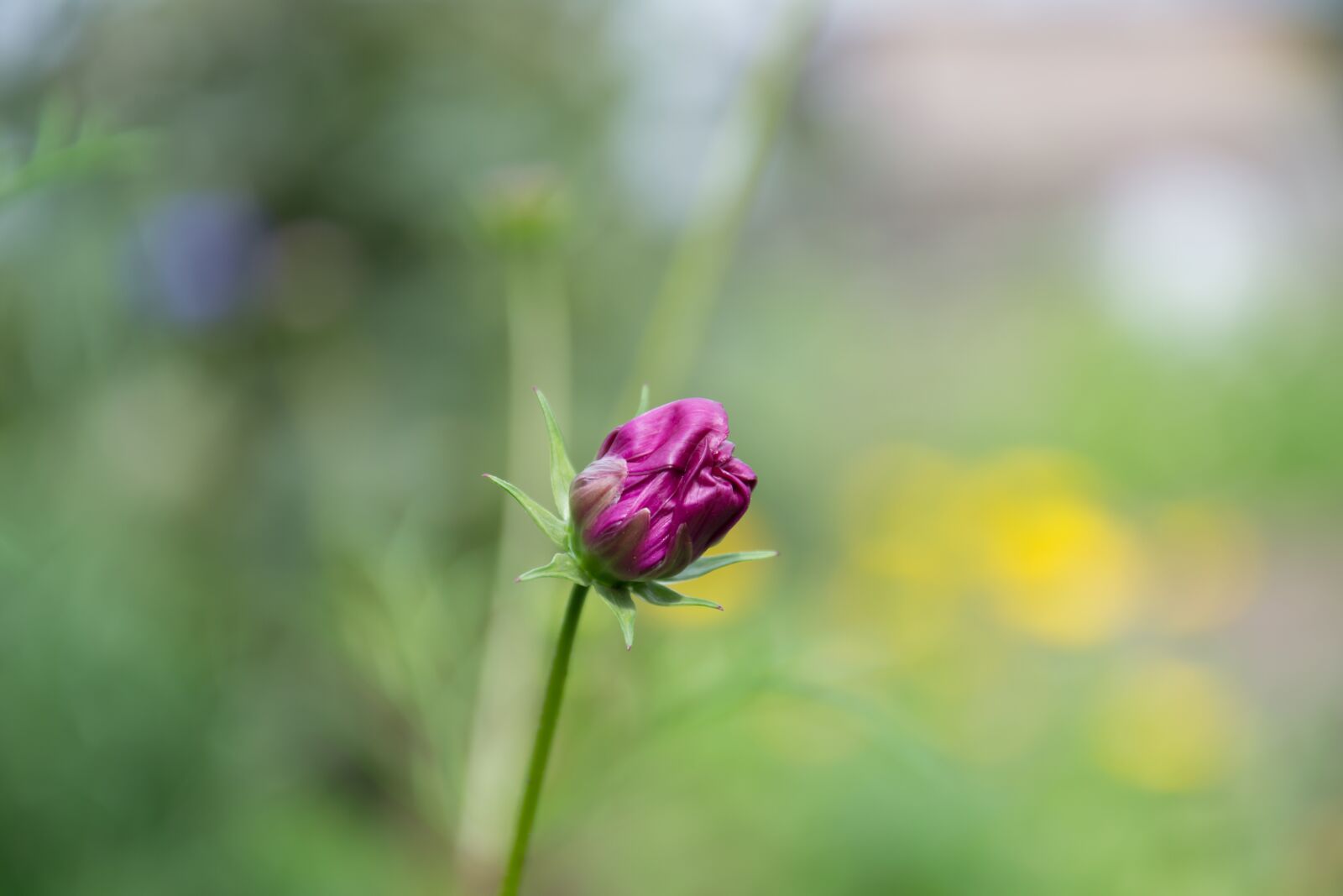 Nikon D3100 sample photo. Bud, flower, plant photography