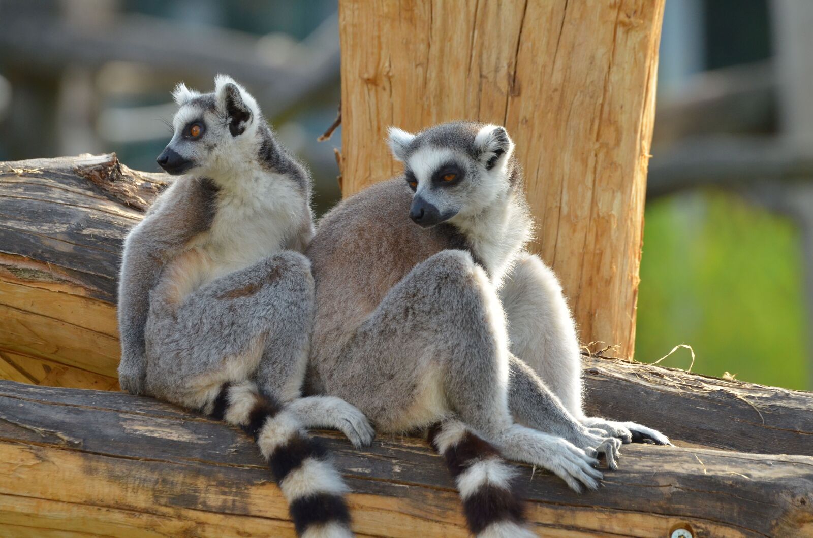Nikon D7000 sample photo. Ring tailed lemur, zoo photography