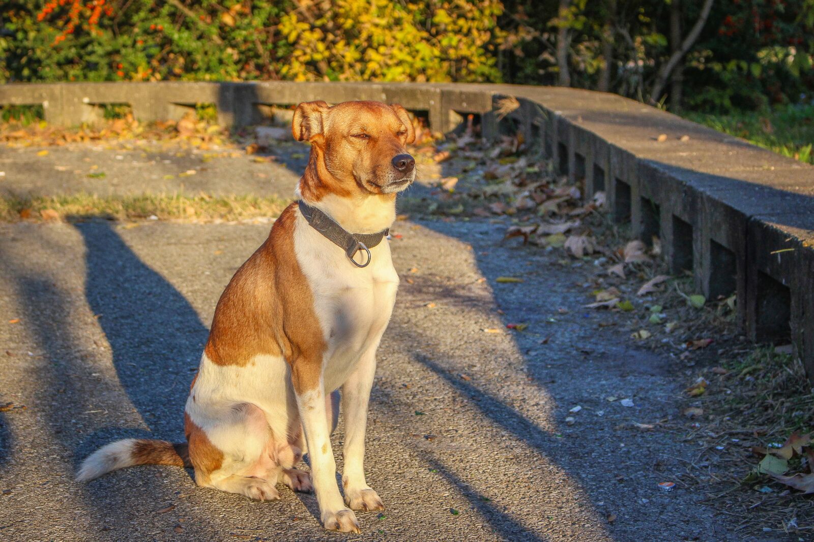 Canon EOS 700D (EOS Rebel T5i / EOS Kiss X7i) sample photo. Breed, cute, pet photography