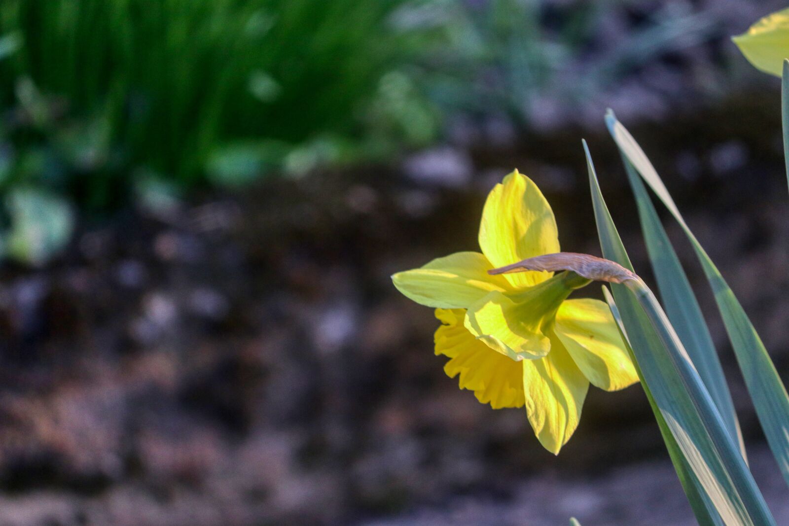 Canon EOS 80D sample photo. Osterblumen, osterglocken, spring flowers photography