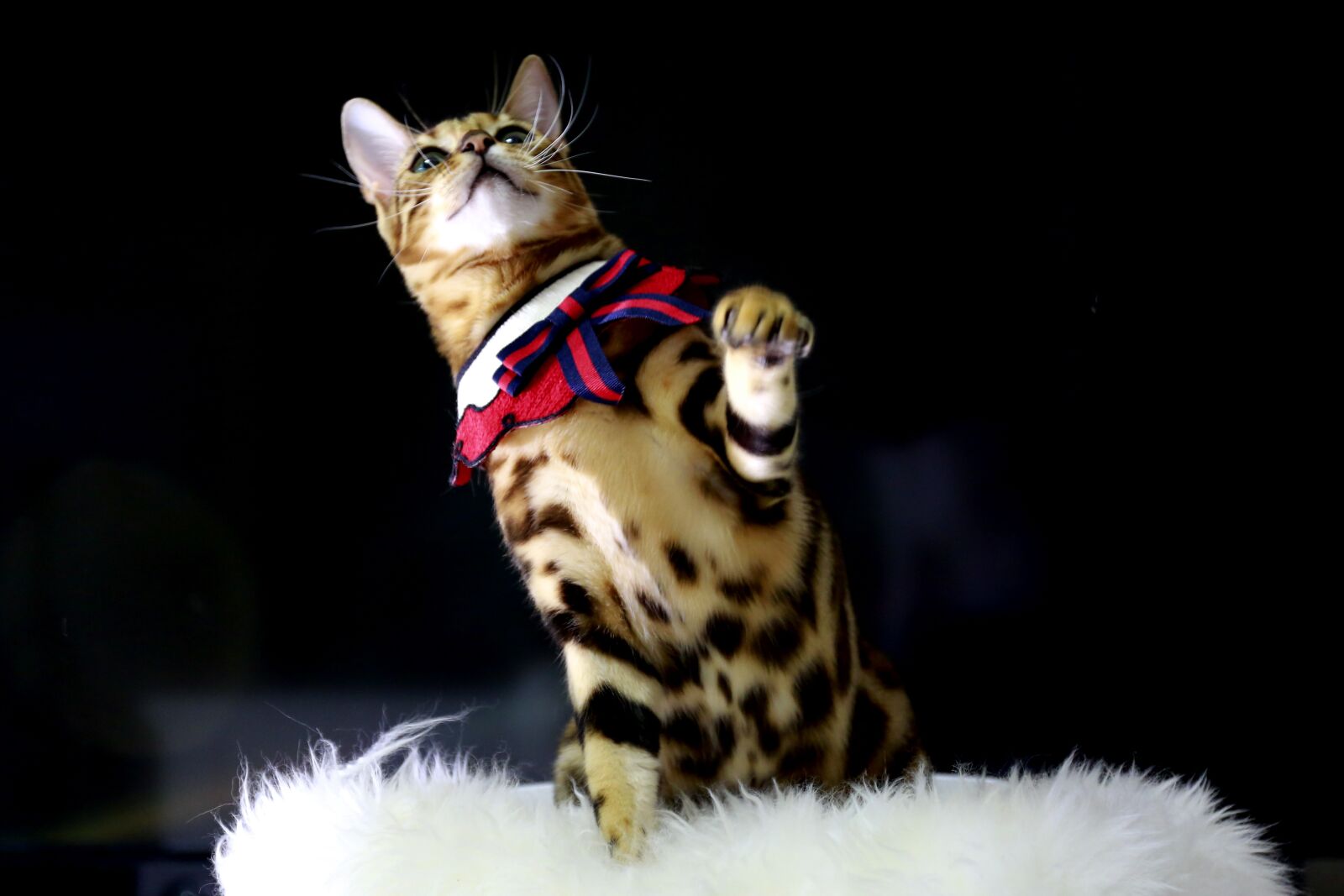 Canon EOS 5D Mark III sample photo. Cat, bengal cat, baby photography