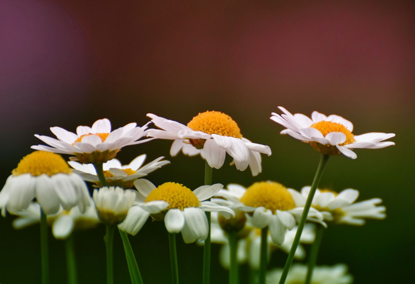 Nikon D7200 sample photo. Daisies, white, flower photography