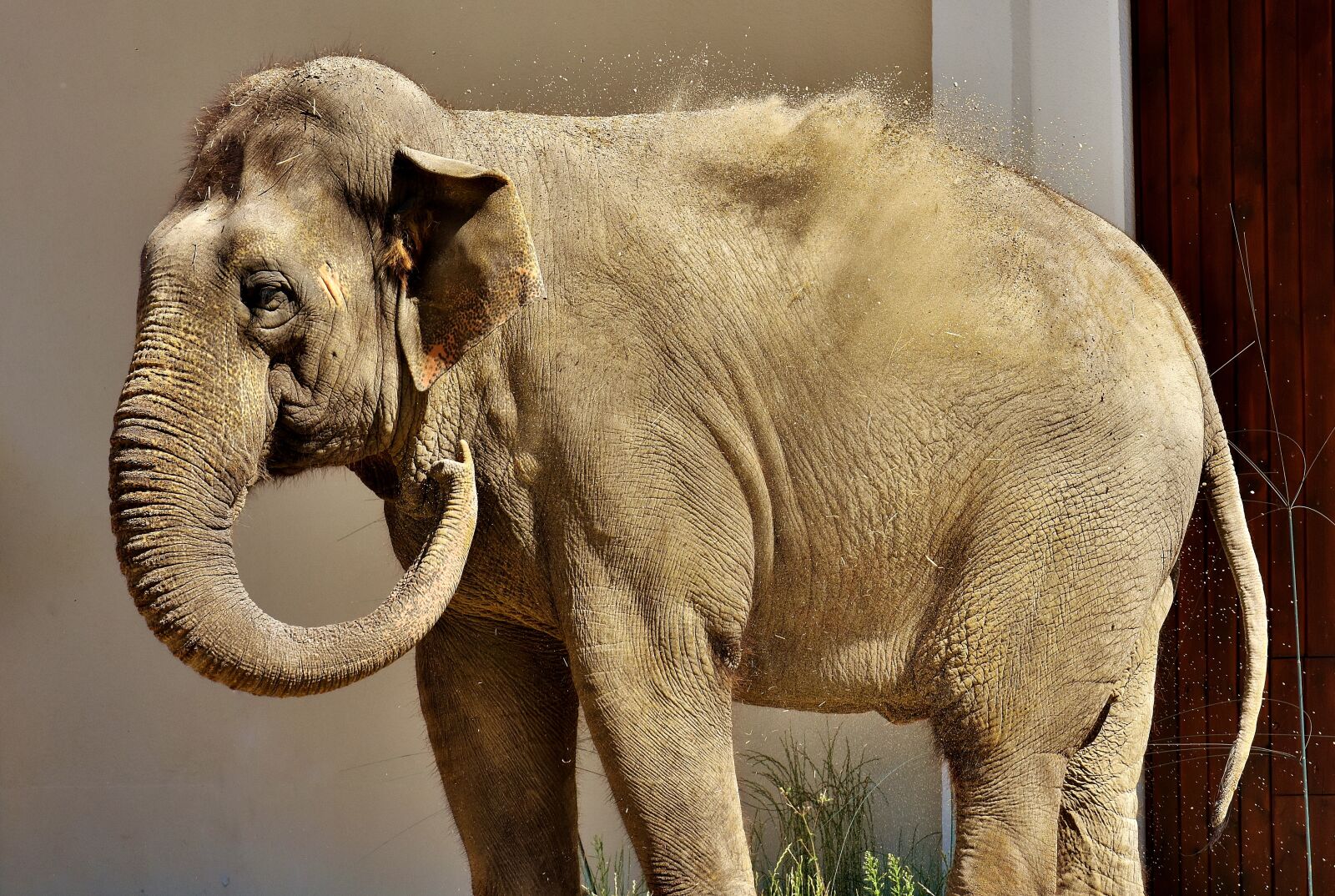 Nikon D7200 sample photo. Elephant, proboscis, sand photography
