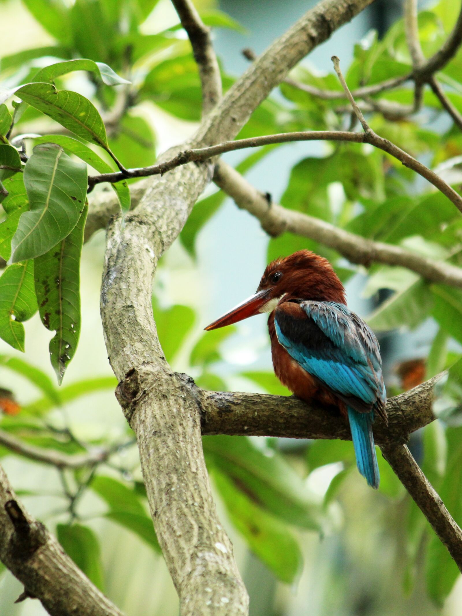 Canon EOS 1300D (EOS Rebel T6 / EOS Kiss X80) sample photo. Bird, avian, wildlife photography