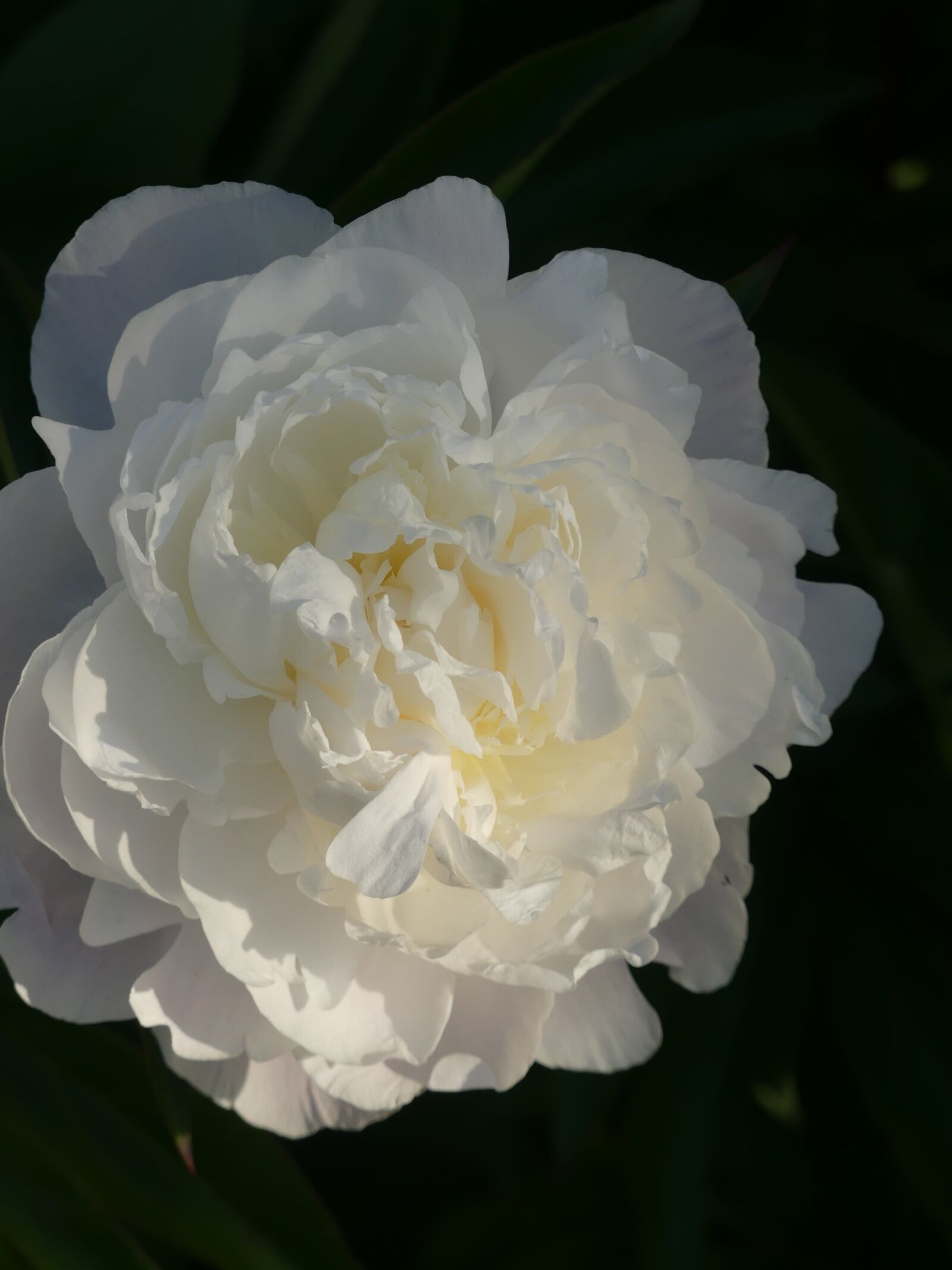 Panasonic DMC-FZ330 sample photo. Garden, white flower, floral photography