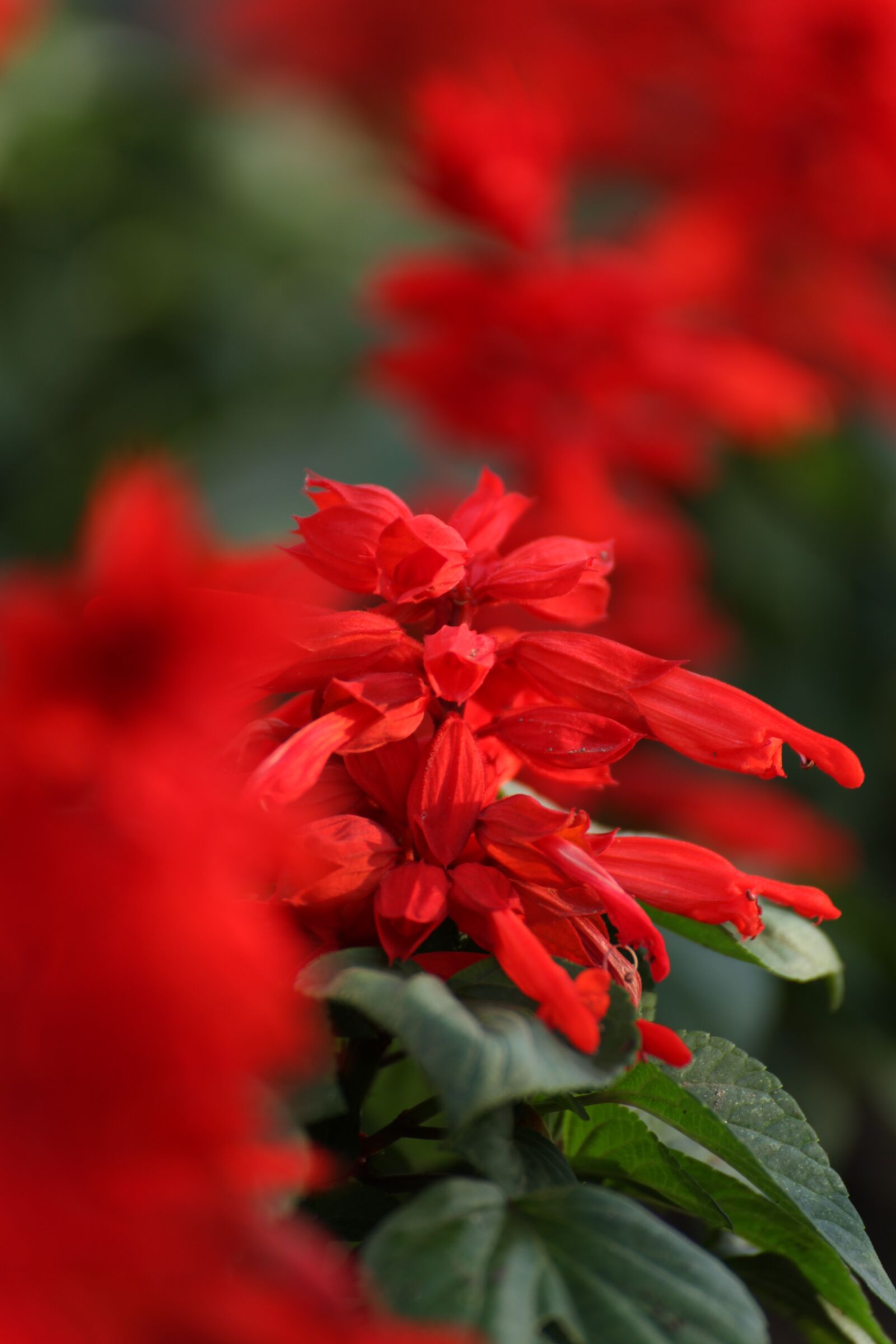 Canon EOS 5D Mark II sample photo. Flowers, nature, red flower photography