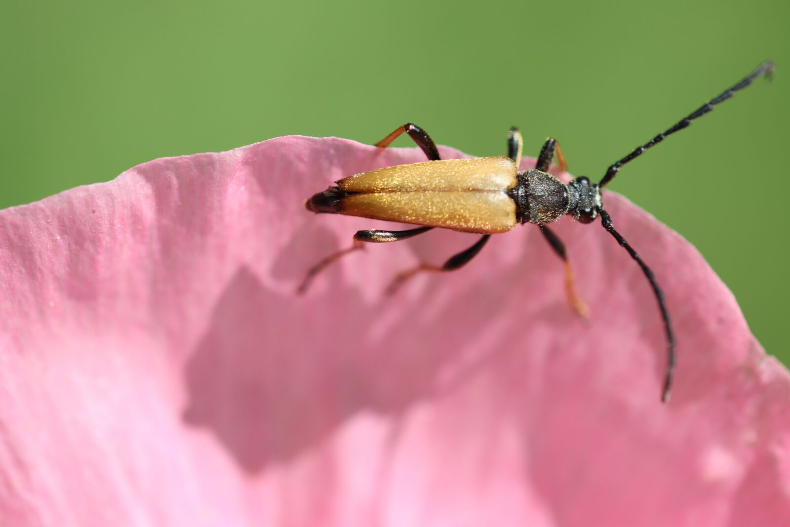 Canon EOS 90D sample photo. Beetle, poppy, nature photography