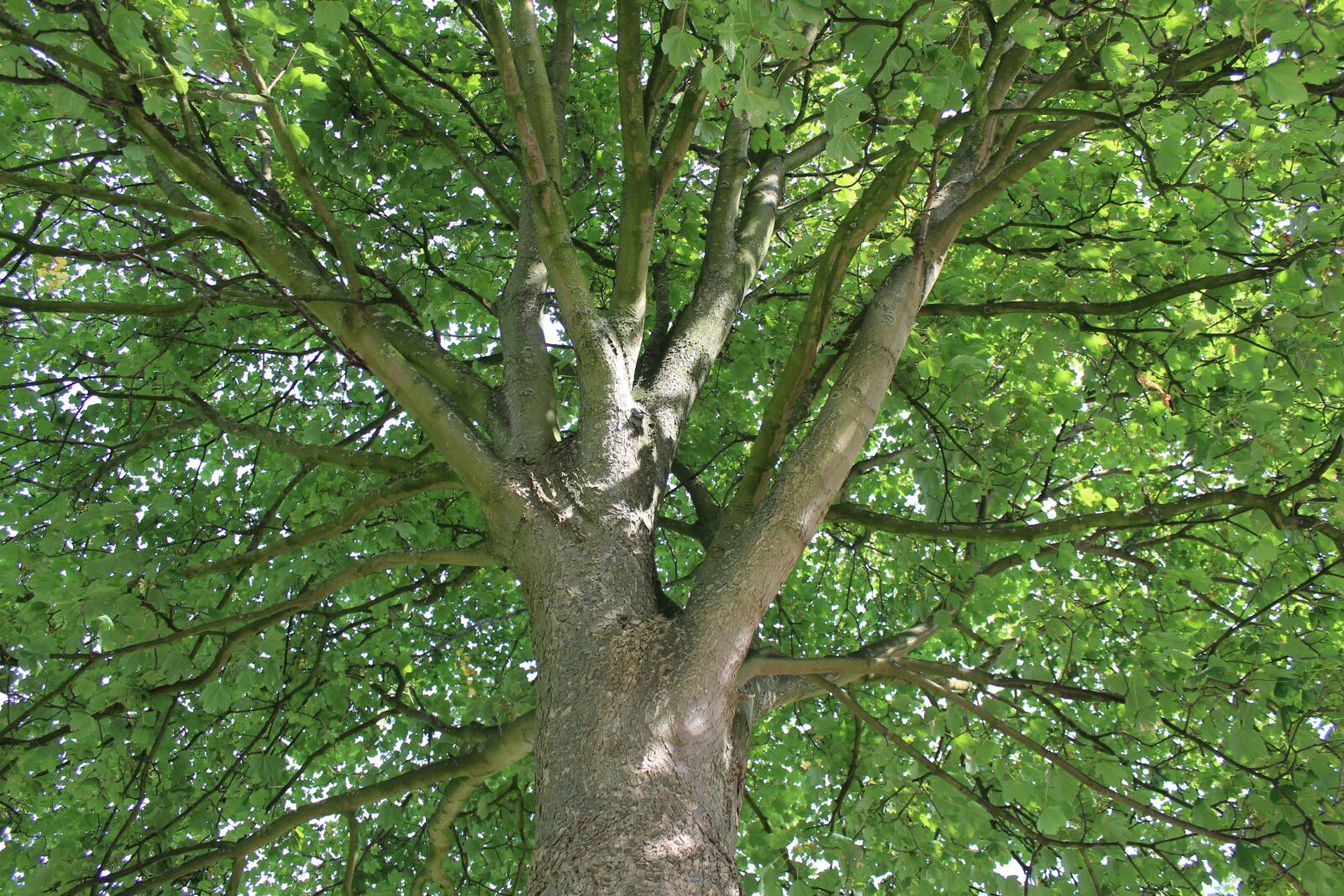 Canon EOS 1300D (EOS Rebel T6 / EOS Kiss X80) sample photo. Tree, crown, nature photography