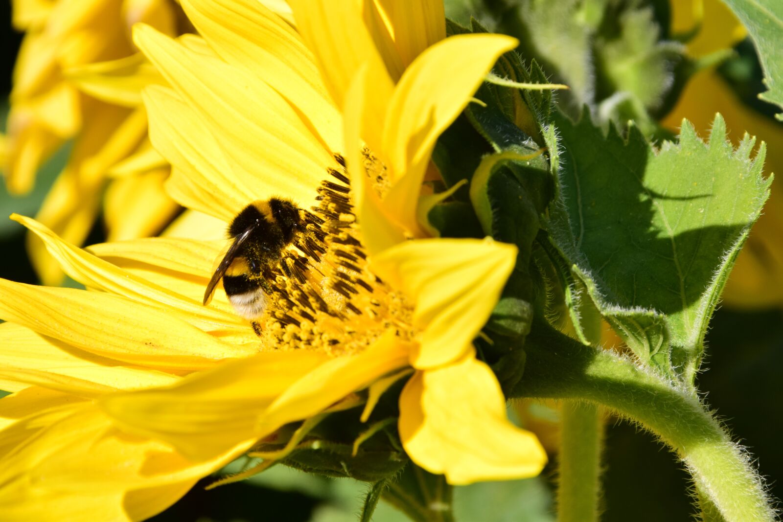 Nikon D3300 sample photo. Sunflower, hummel, blossom photography