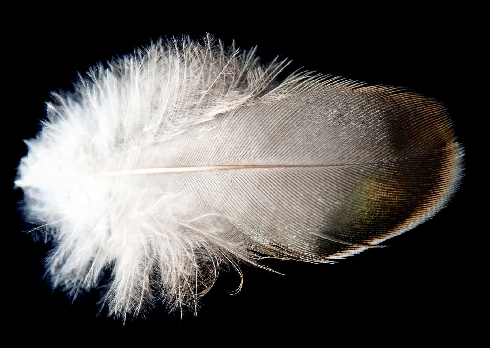 Olympus TG-5 sample photo. Feather, plumage, bird photography