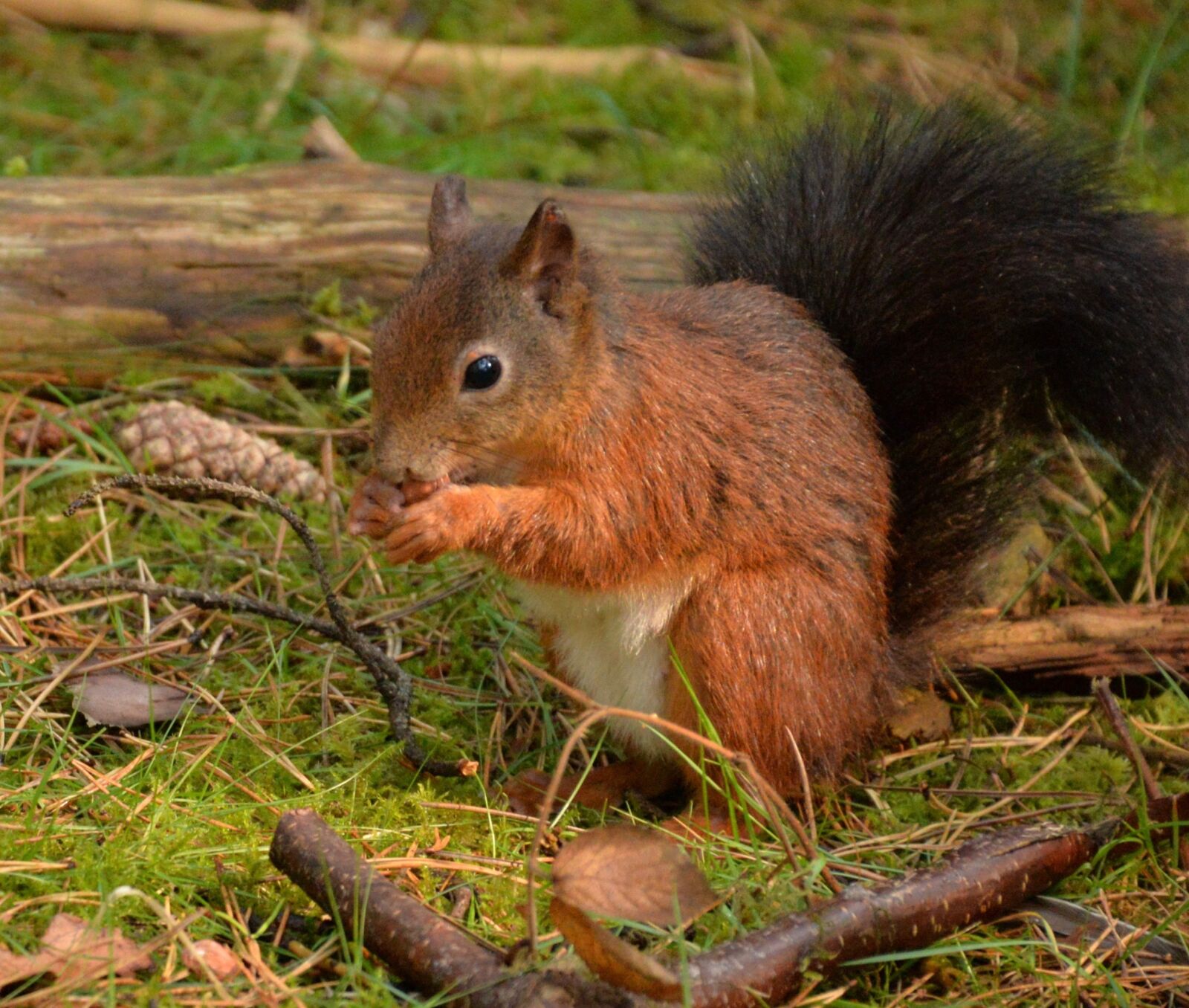 Nikon D610 sample photo. Squirrel, red, formby photography