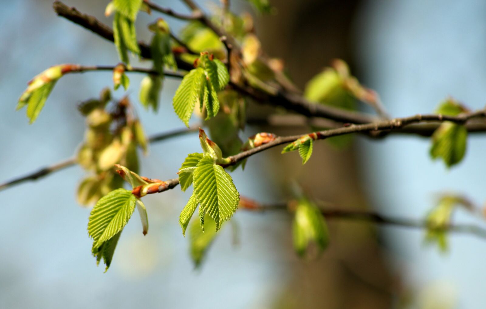 Canon EOS 1200D (EOS Rebel T5 / EOS Kiss X70 / EOS Hi) sample photo. Leaflet, green leaves, young photography